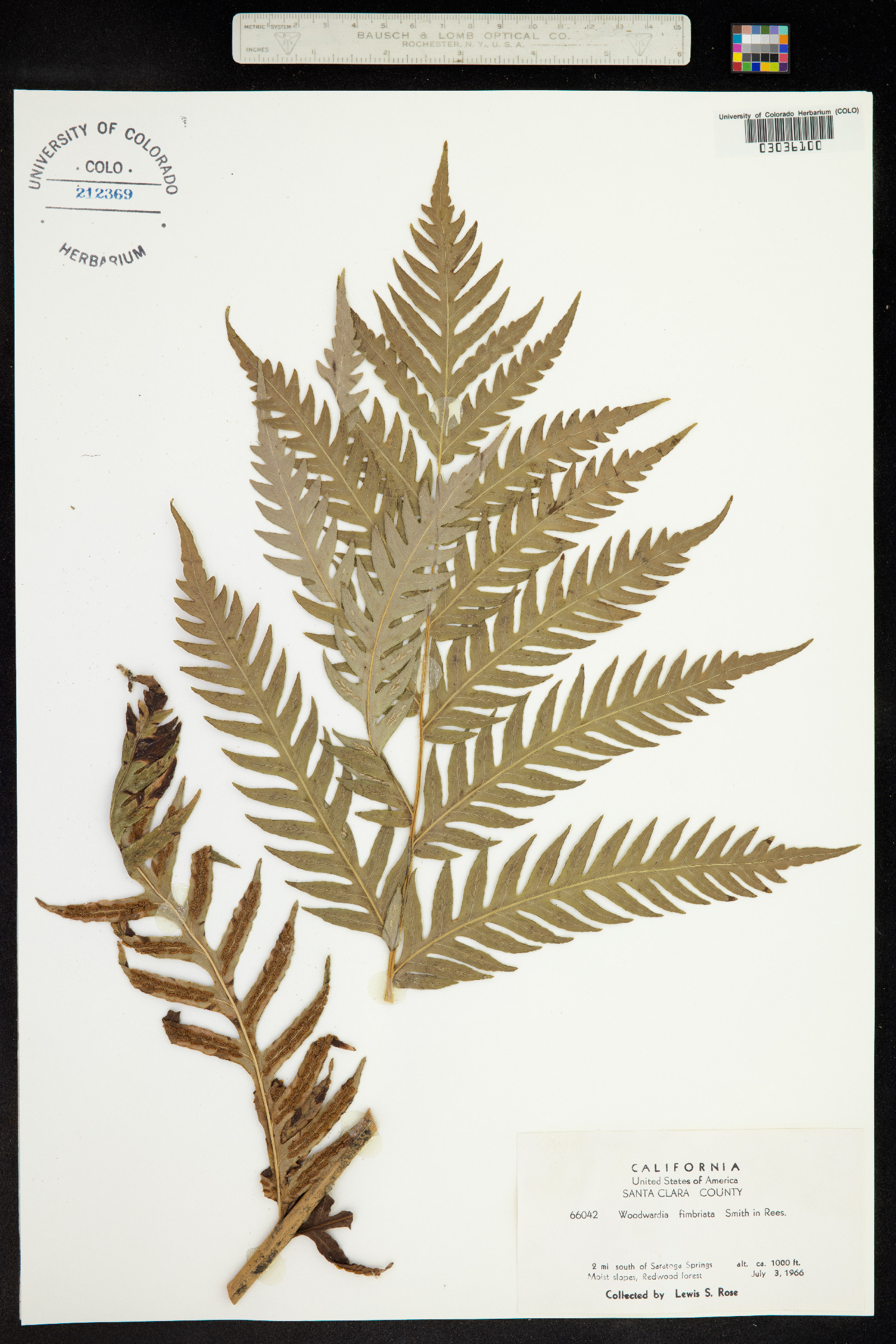 Woodwardia fimbriata image