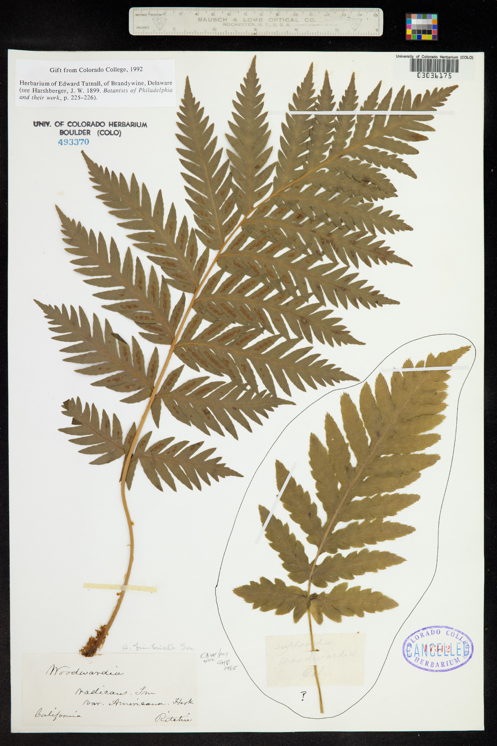 Woodwardia radicans image