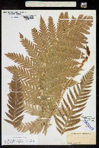 Image of Woodwardia radicans