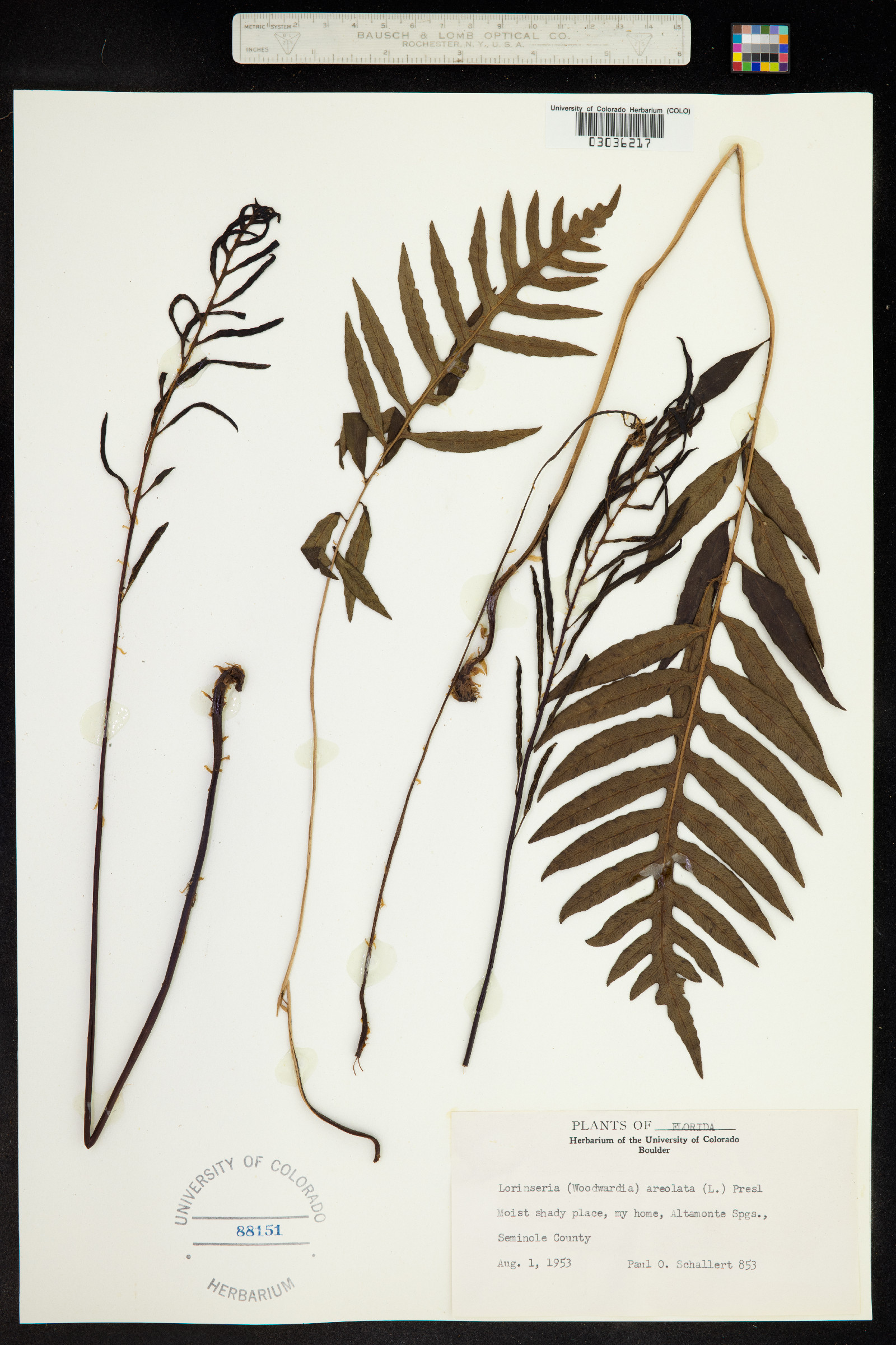 Woodwardia areolata image