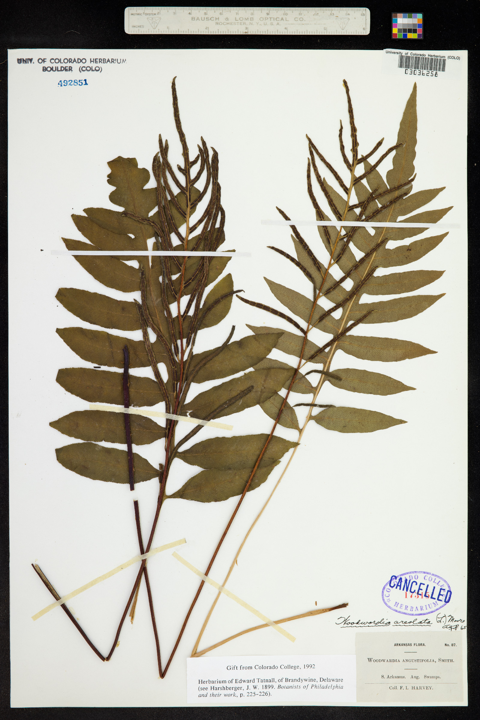 Woodwardia areolata image
