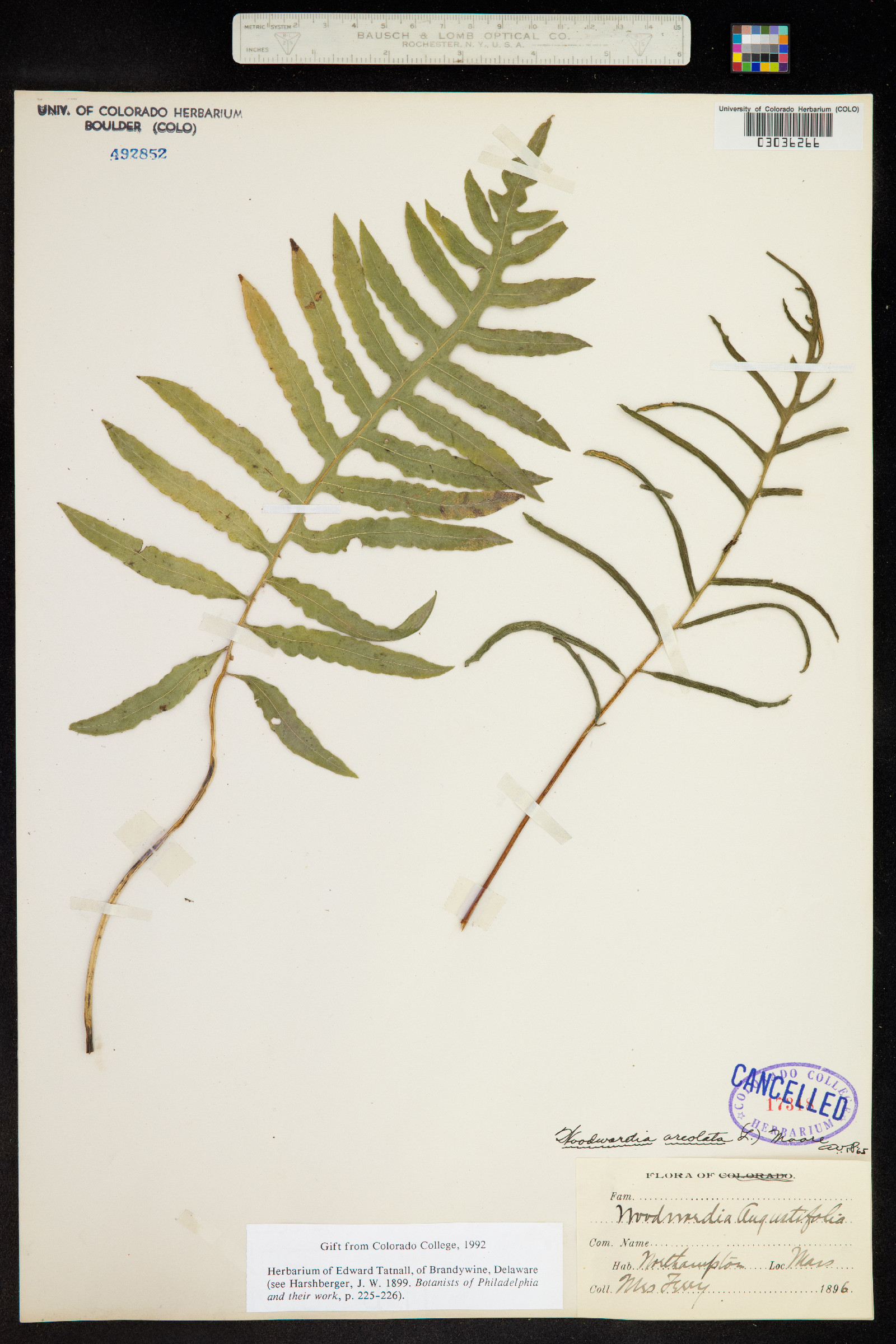 Woodwardia areolata image