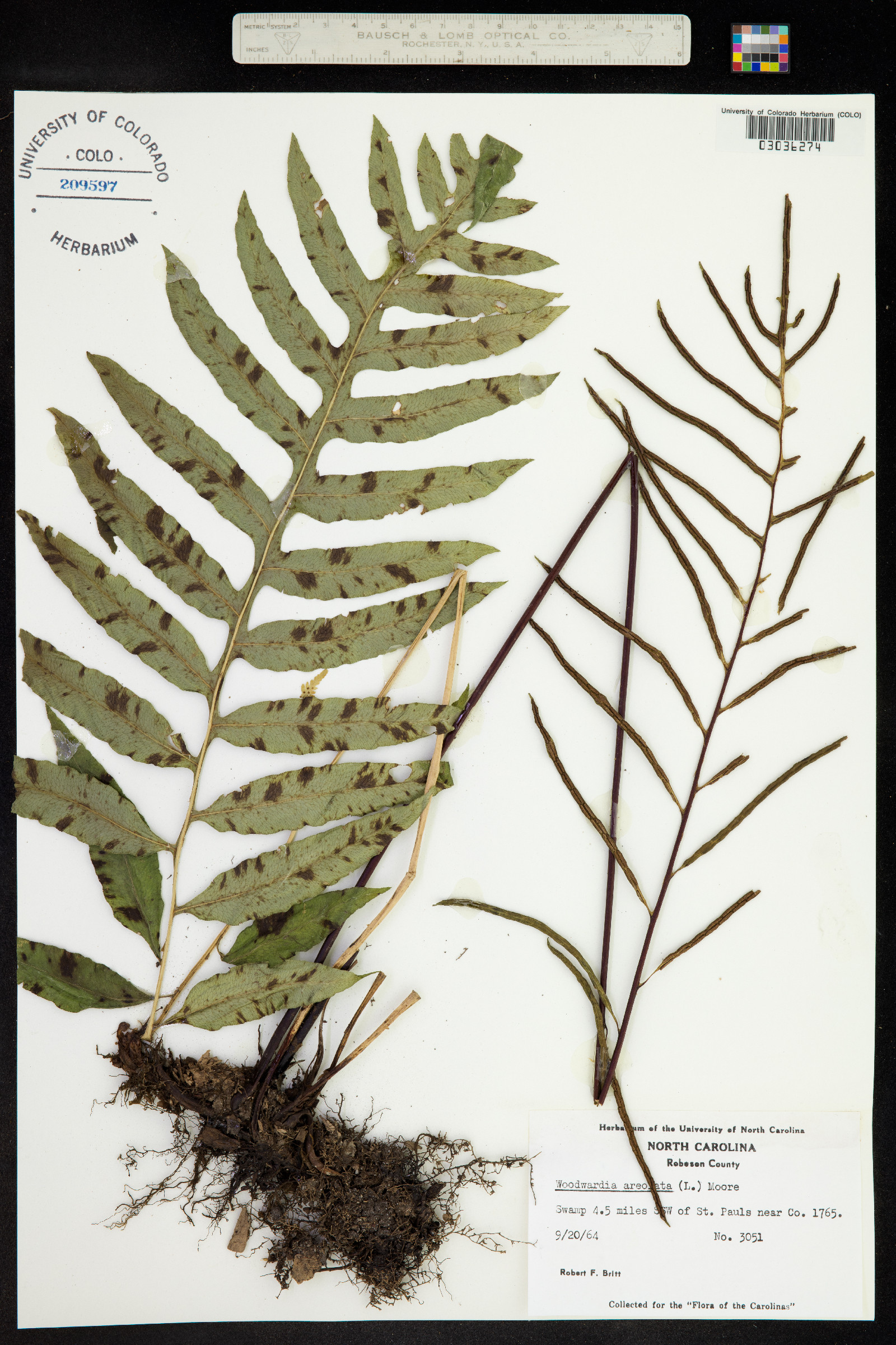 Woodwardia areolata image