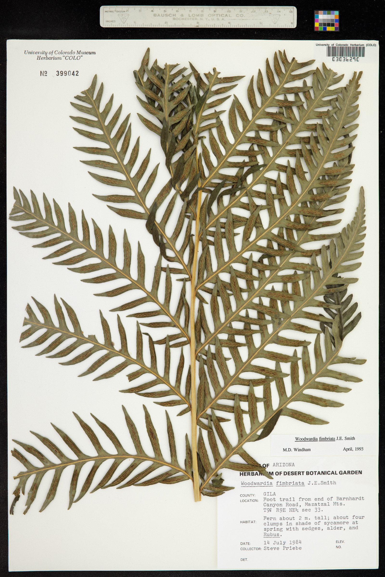 Woodwardia fimbriata image