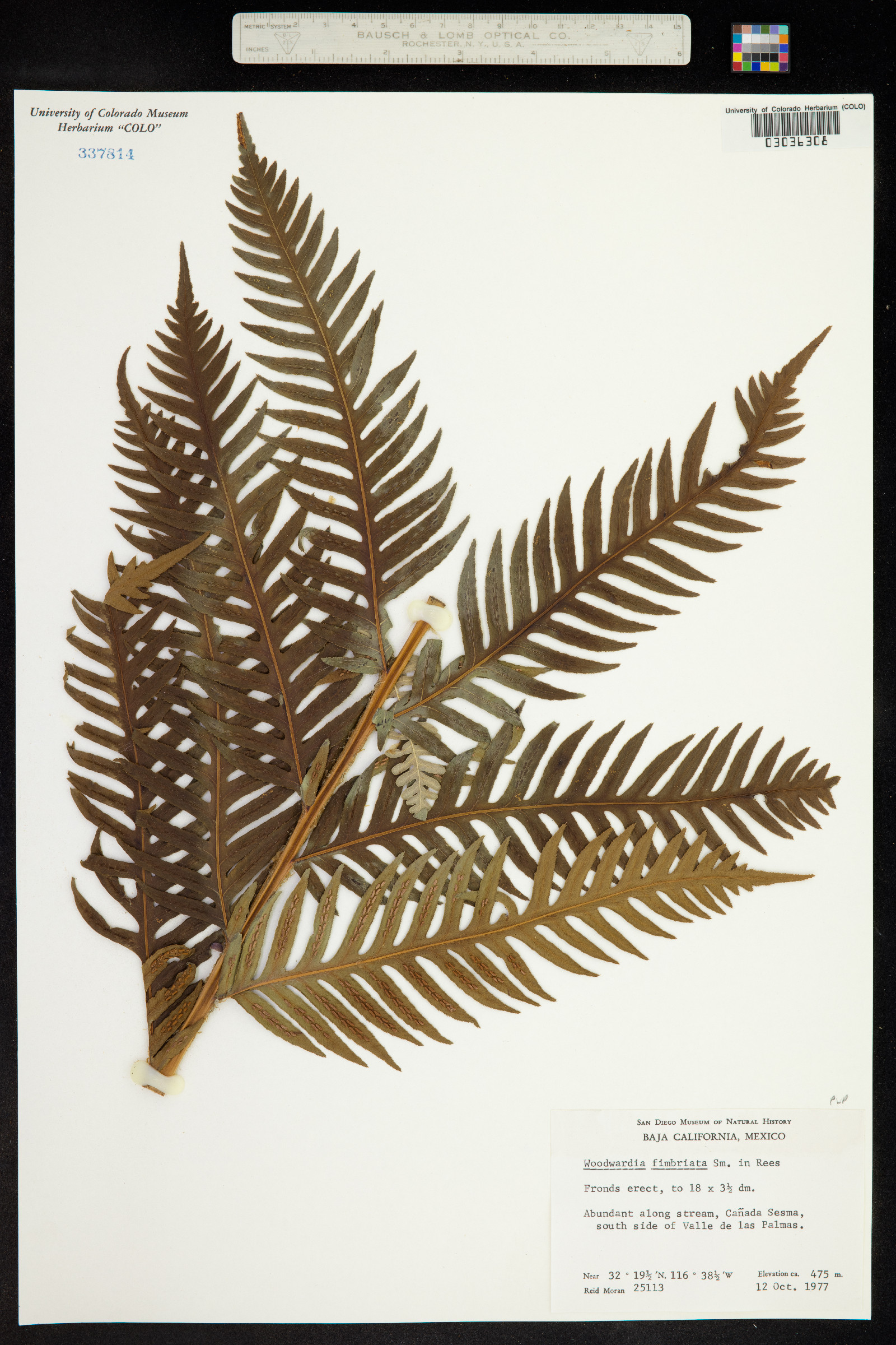 Woodwardia fimbriata image