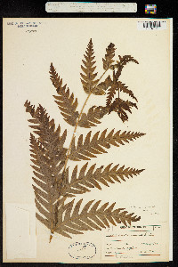 Image of Woodwardia fimbriata