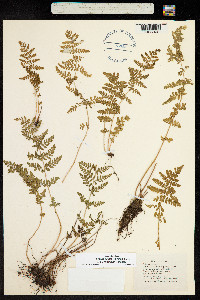 Image of Woodsia obtusa