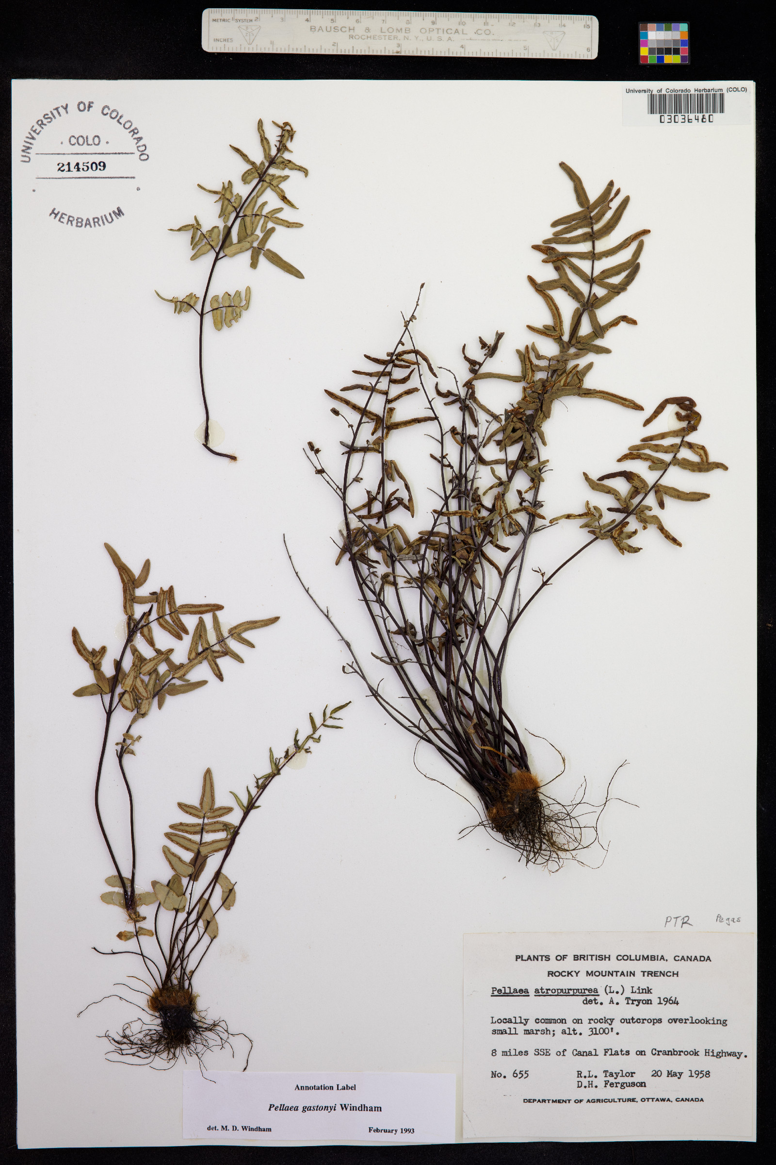 Pellaea atropurpurea image