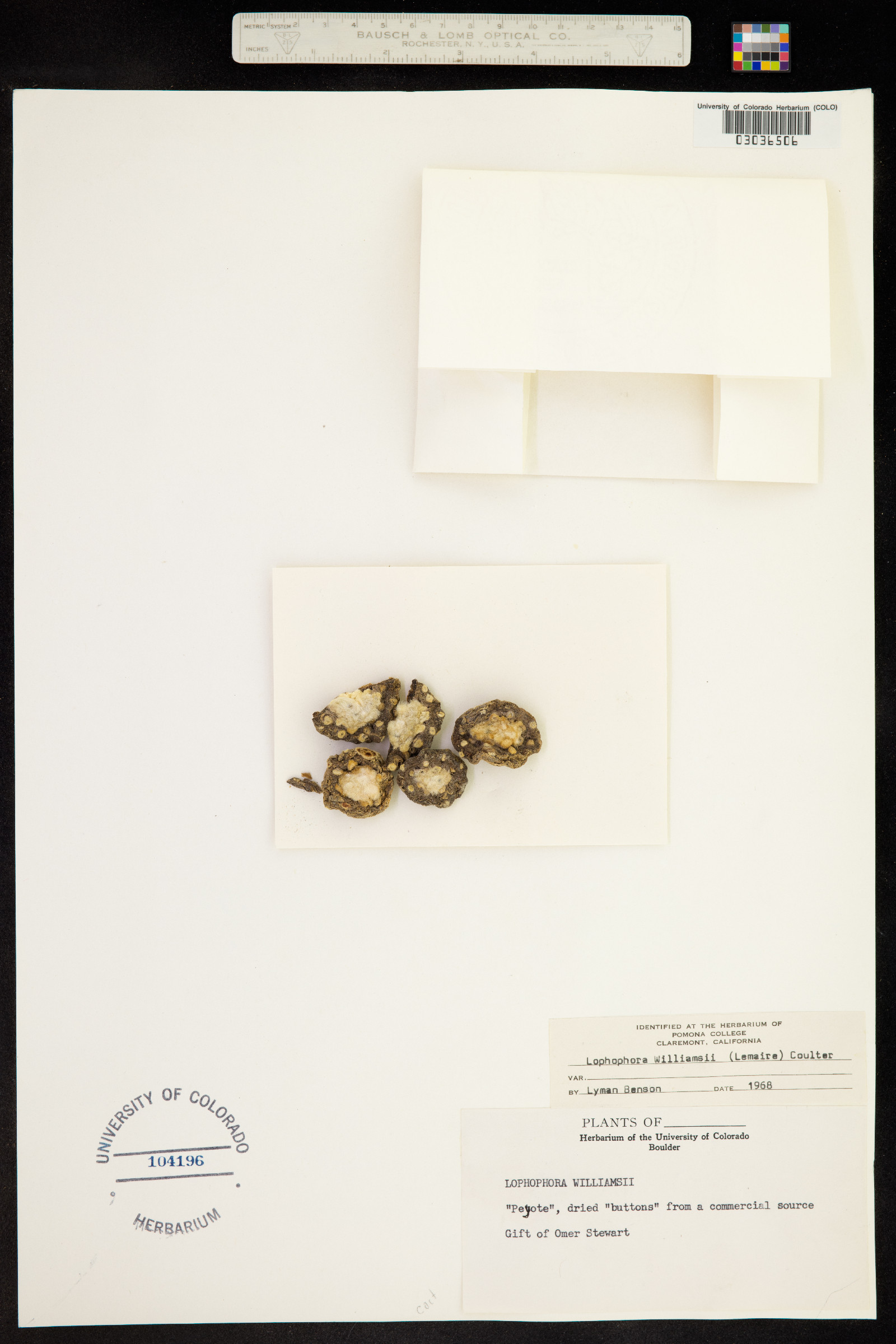 Lophophora williamsii image