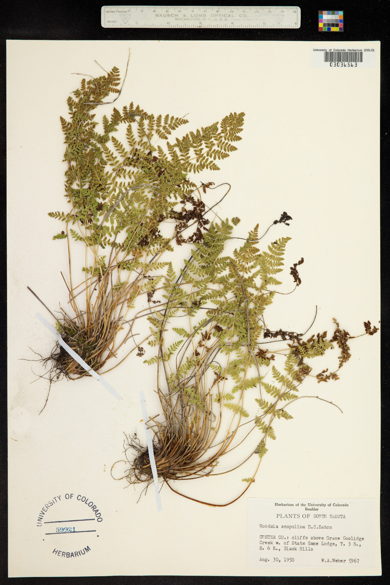 Woodsia scopulina image