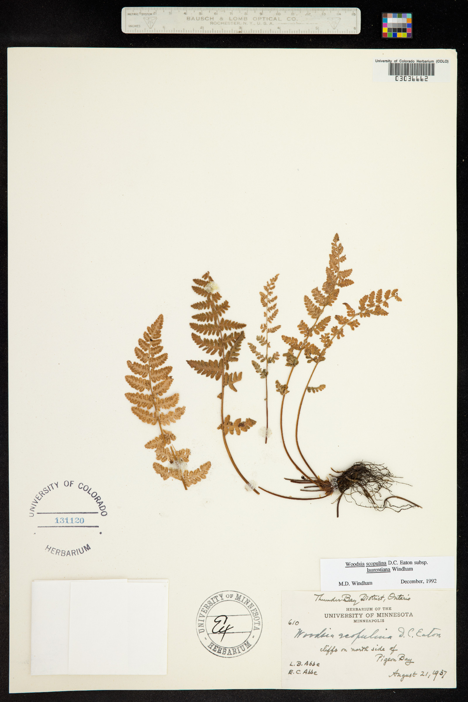 Woodsia scopulina image