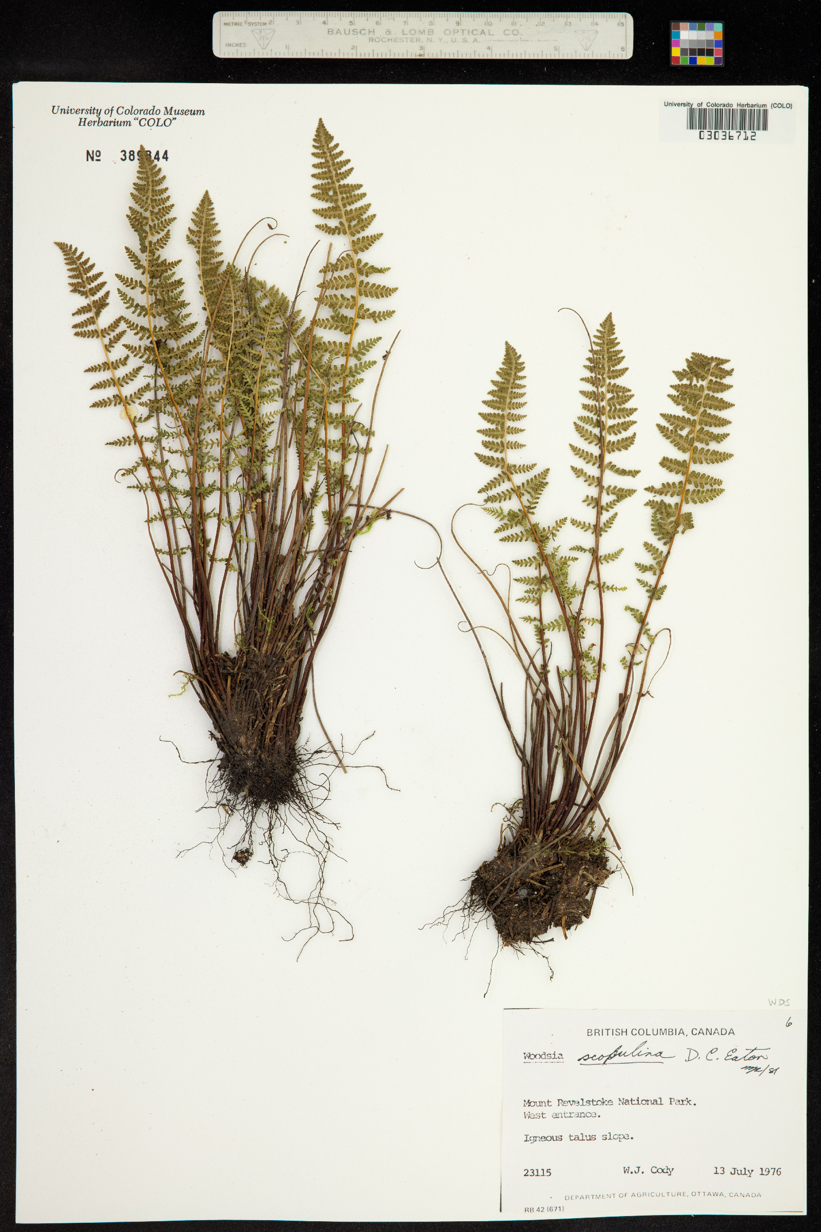 Woodsia scopulina image