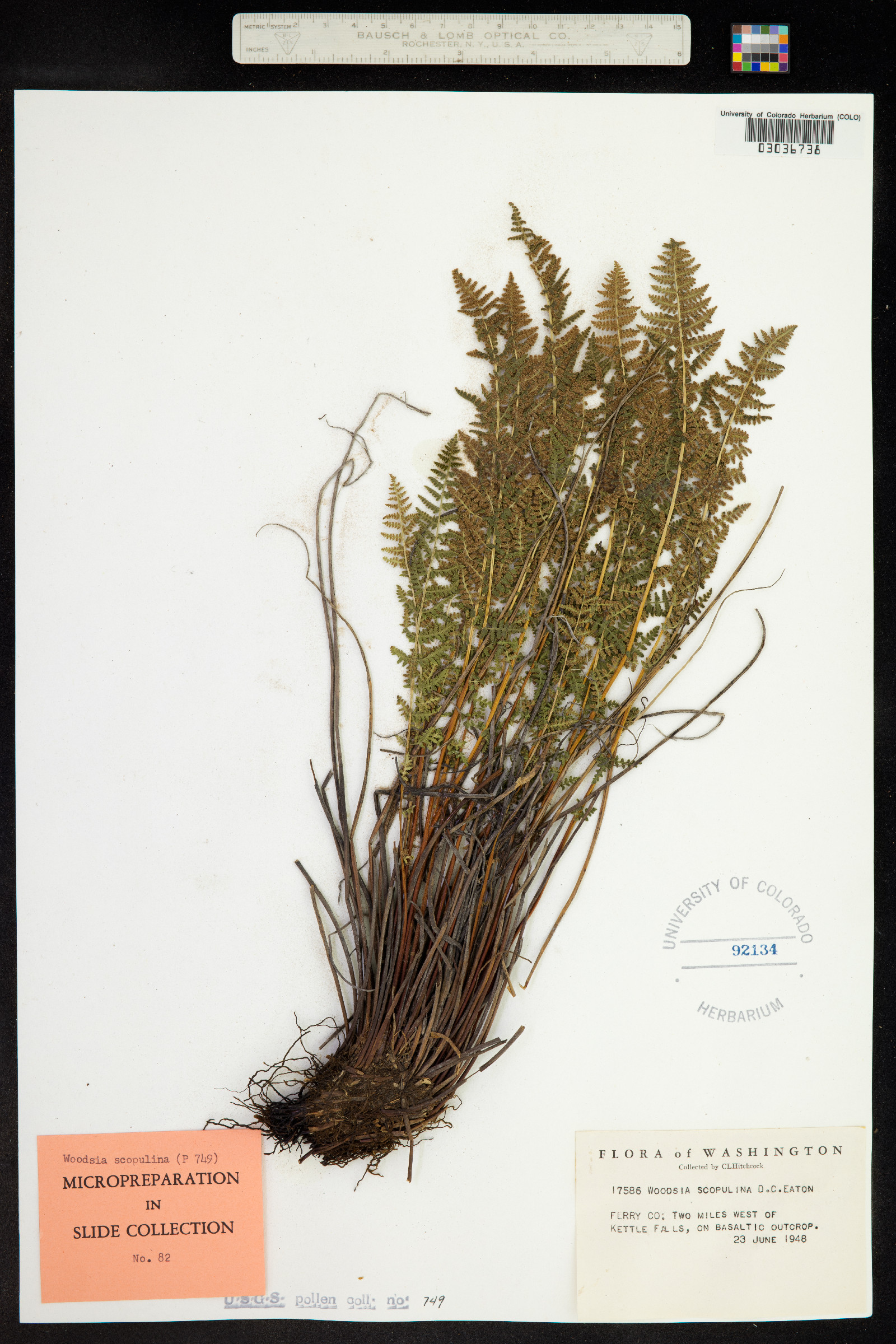 Woodsia scopulina image