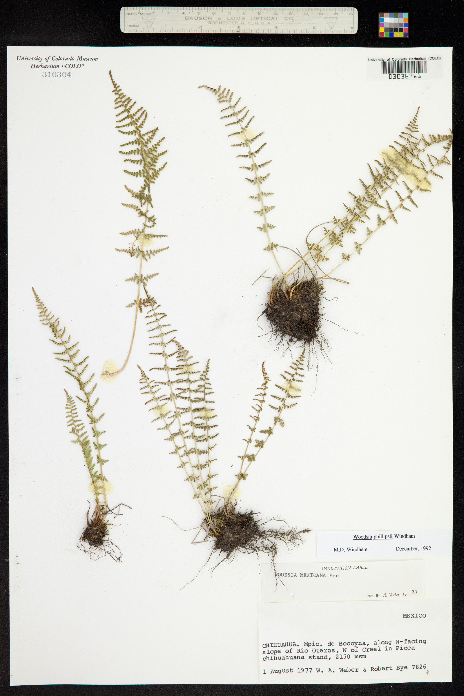 Woodsia phillipsii image