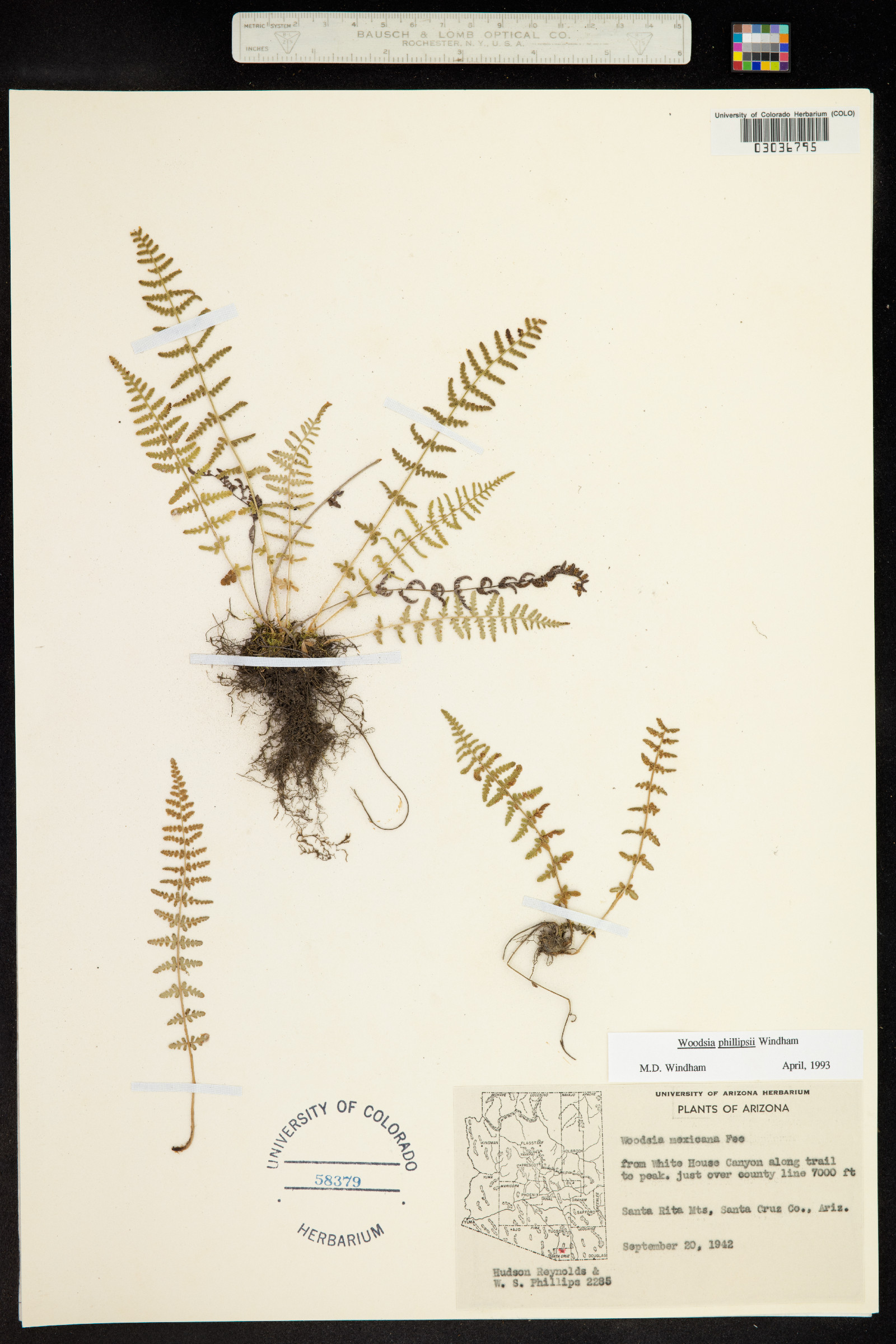 Woodsia phillipsii image