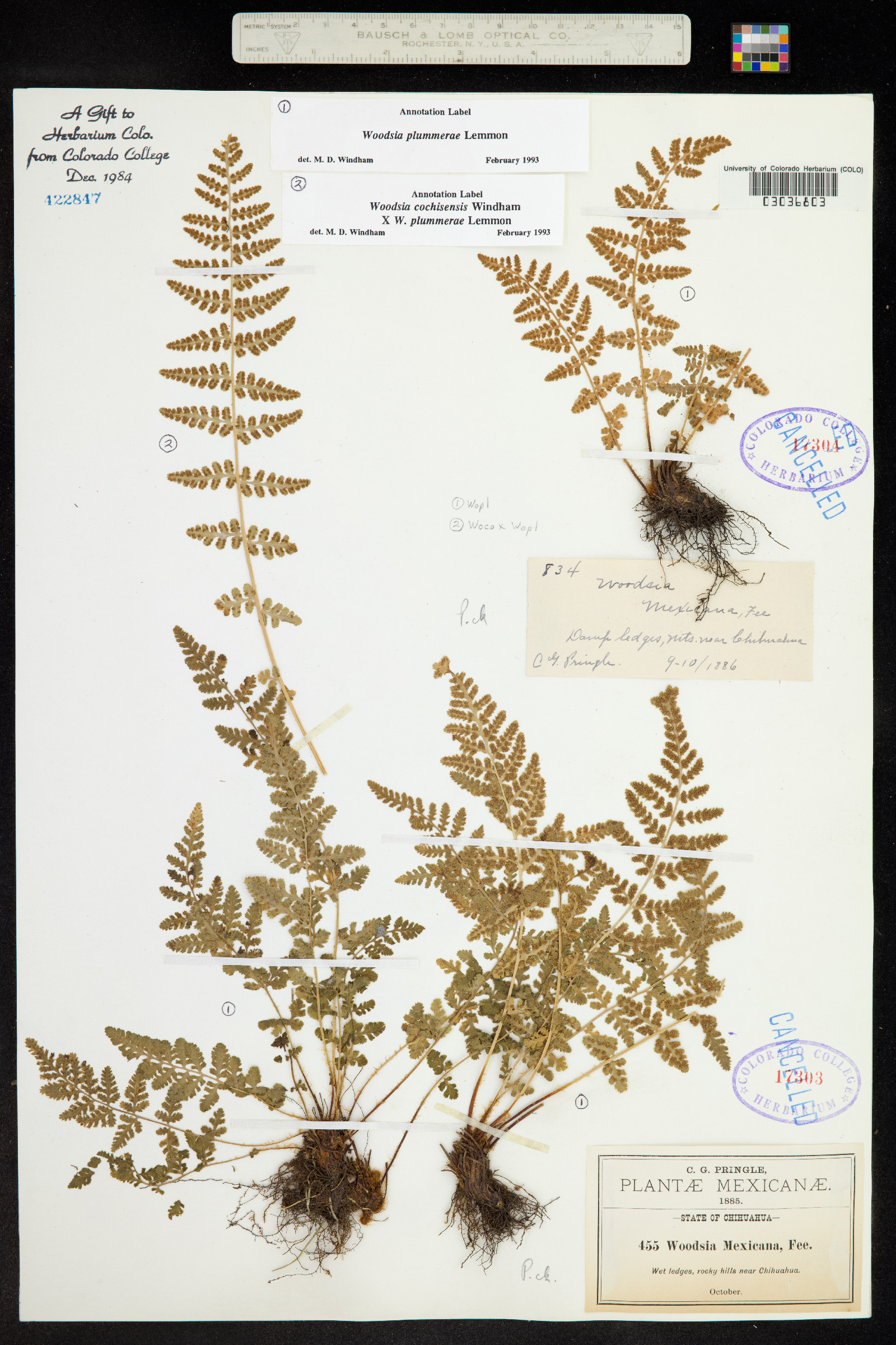 Woodsia plummerae image