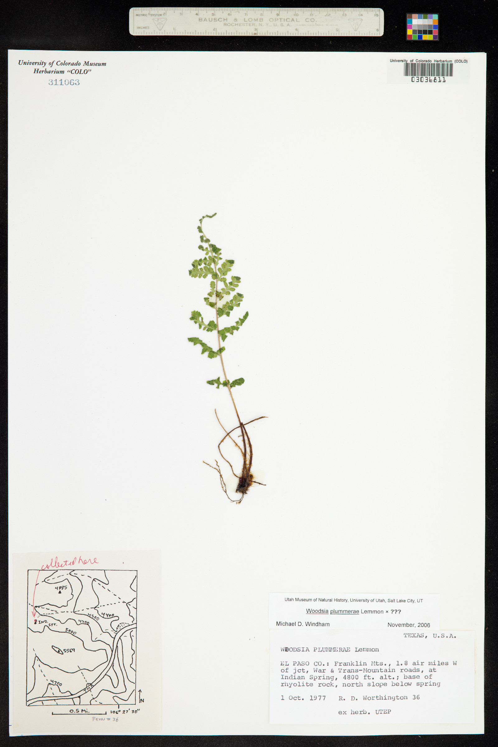 Woodsia plummerae image