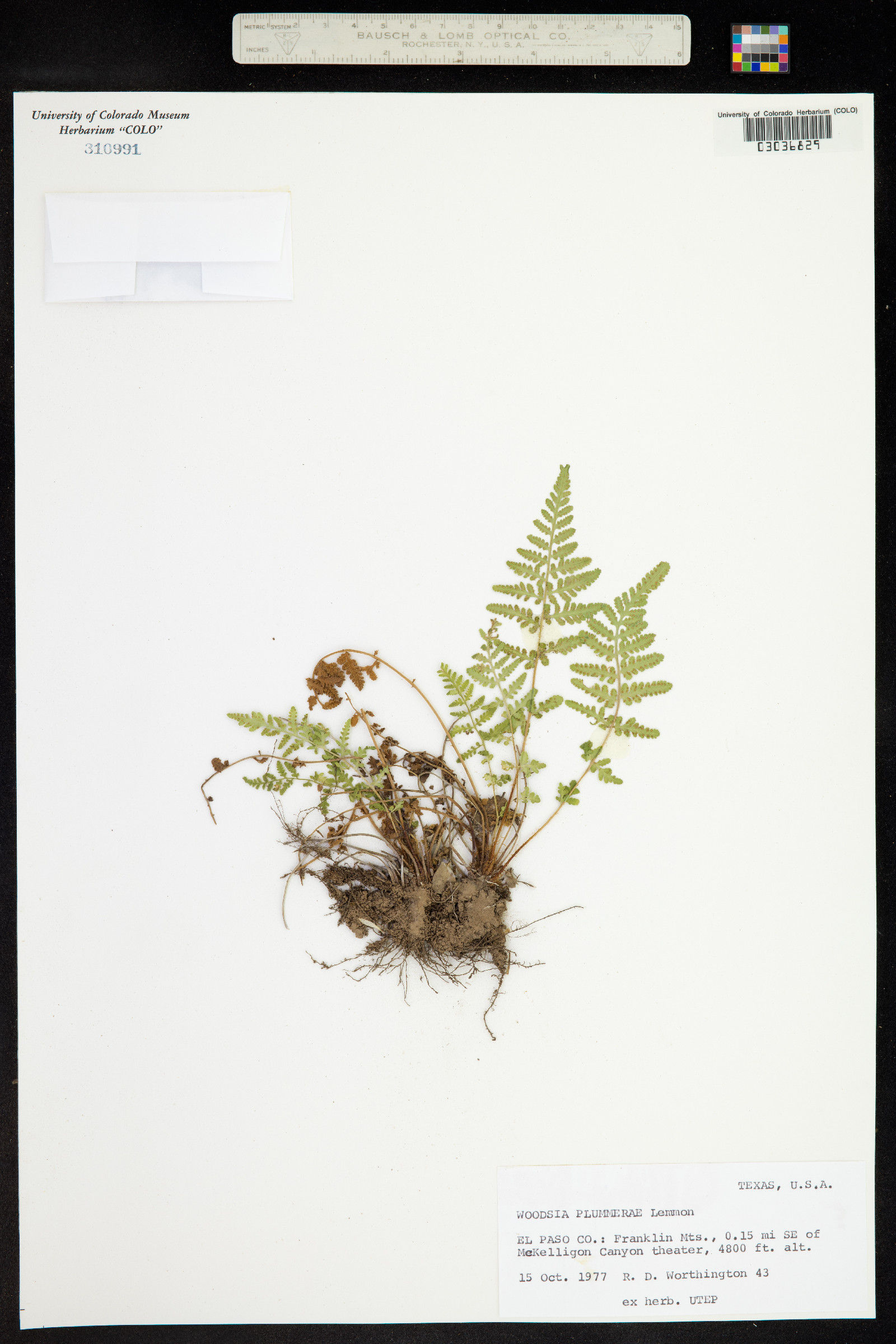 Woodsia plummerae image