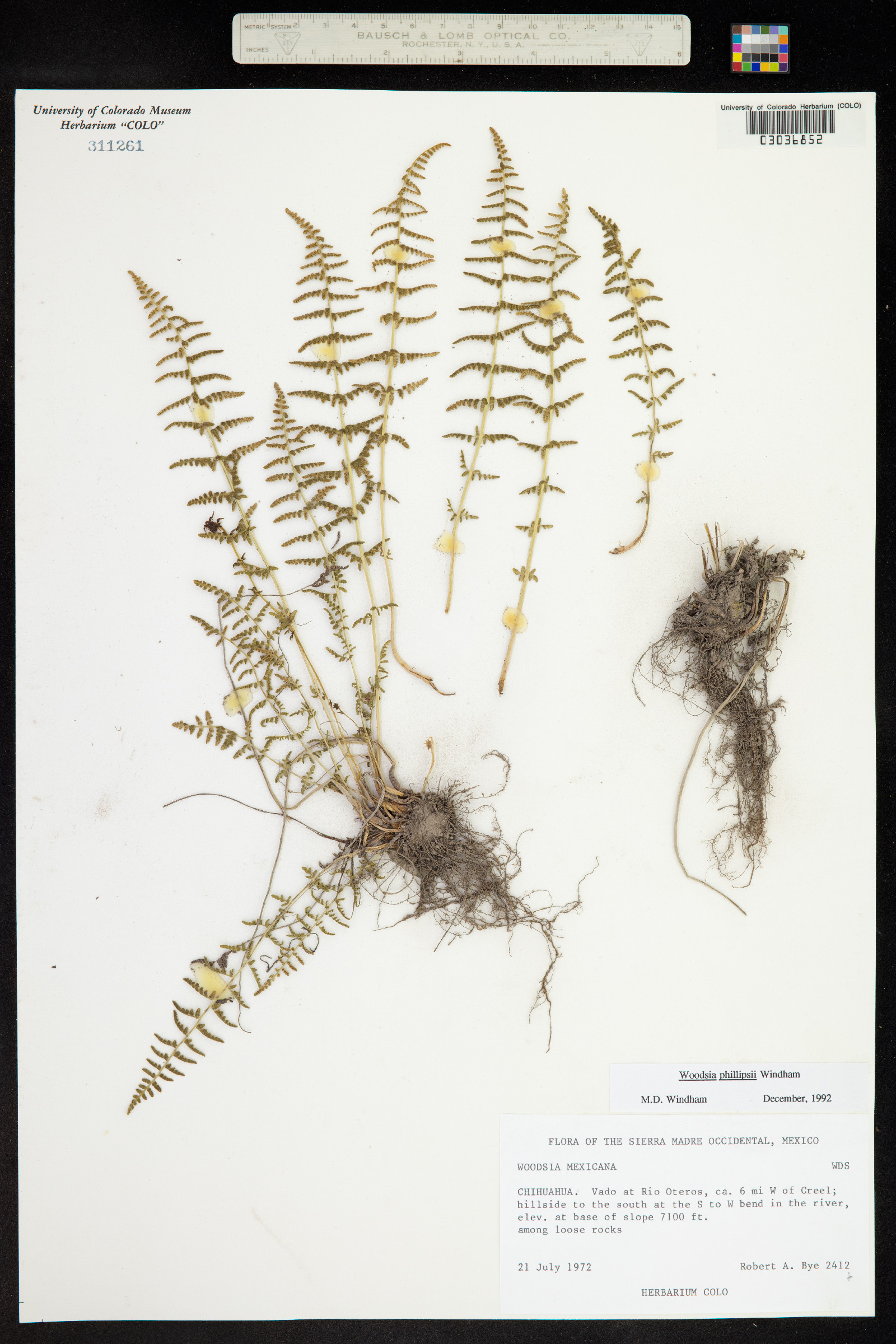 Woodsia phillipsii image