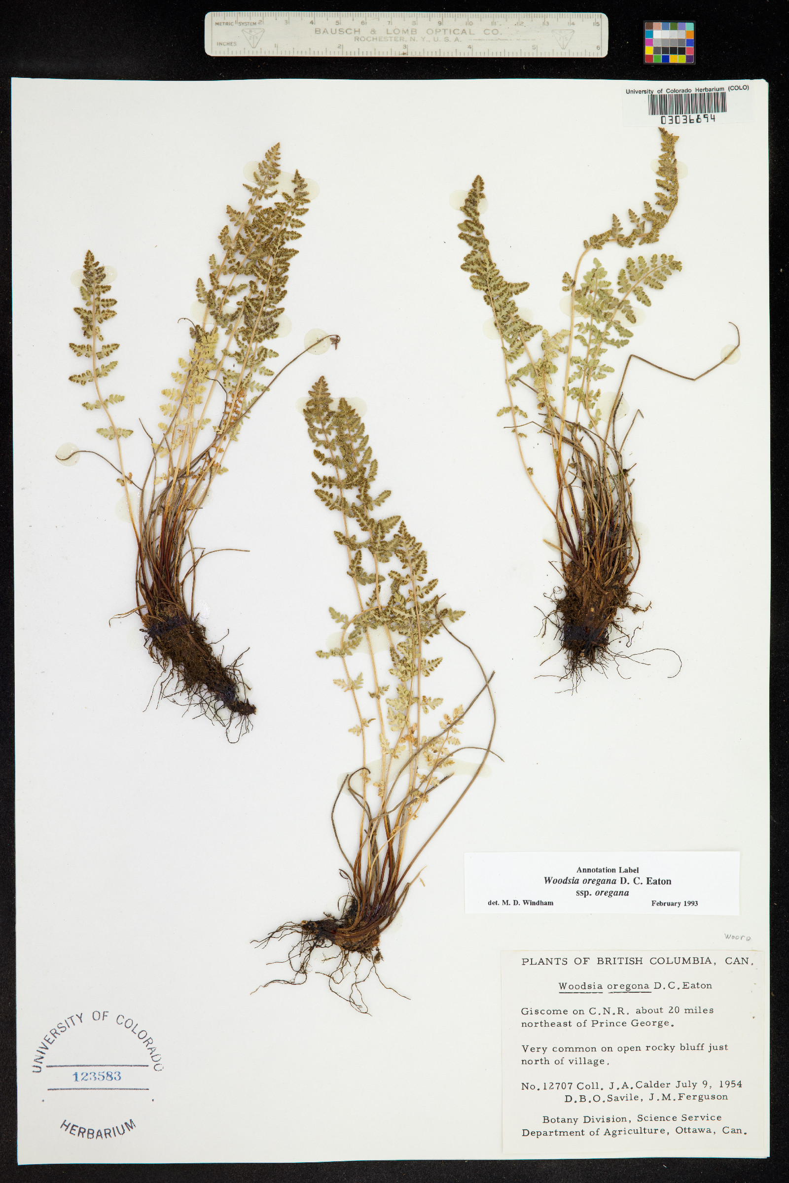 Woodsia image