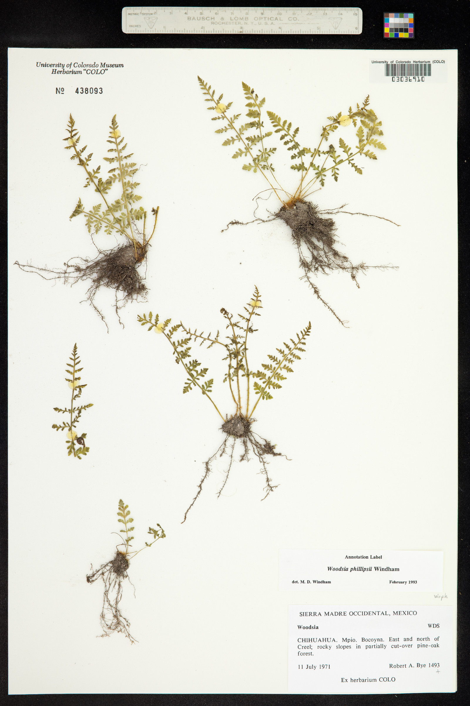 Woodsia phillipsii image