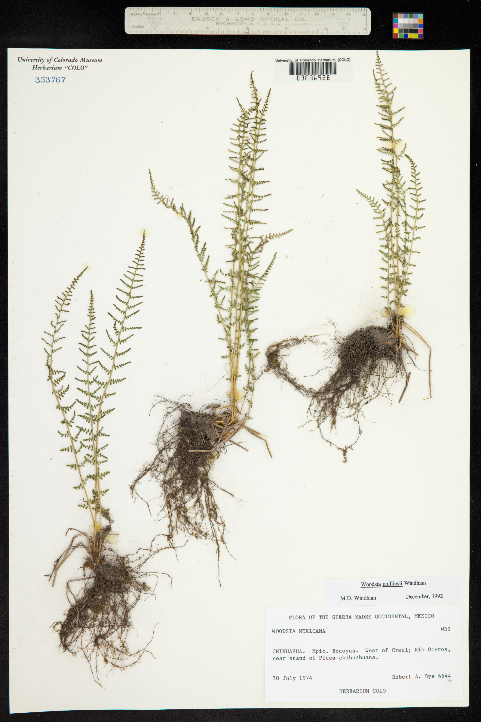 Woodsia phillipsii image