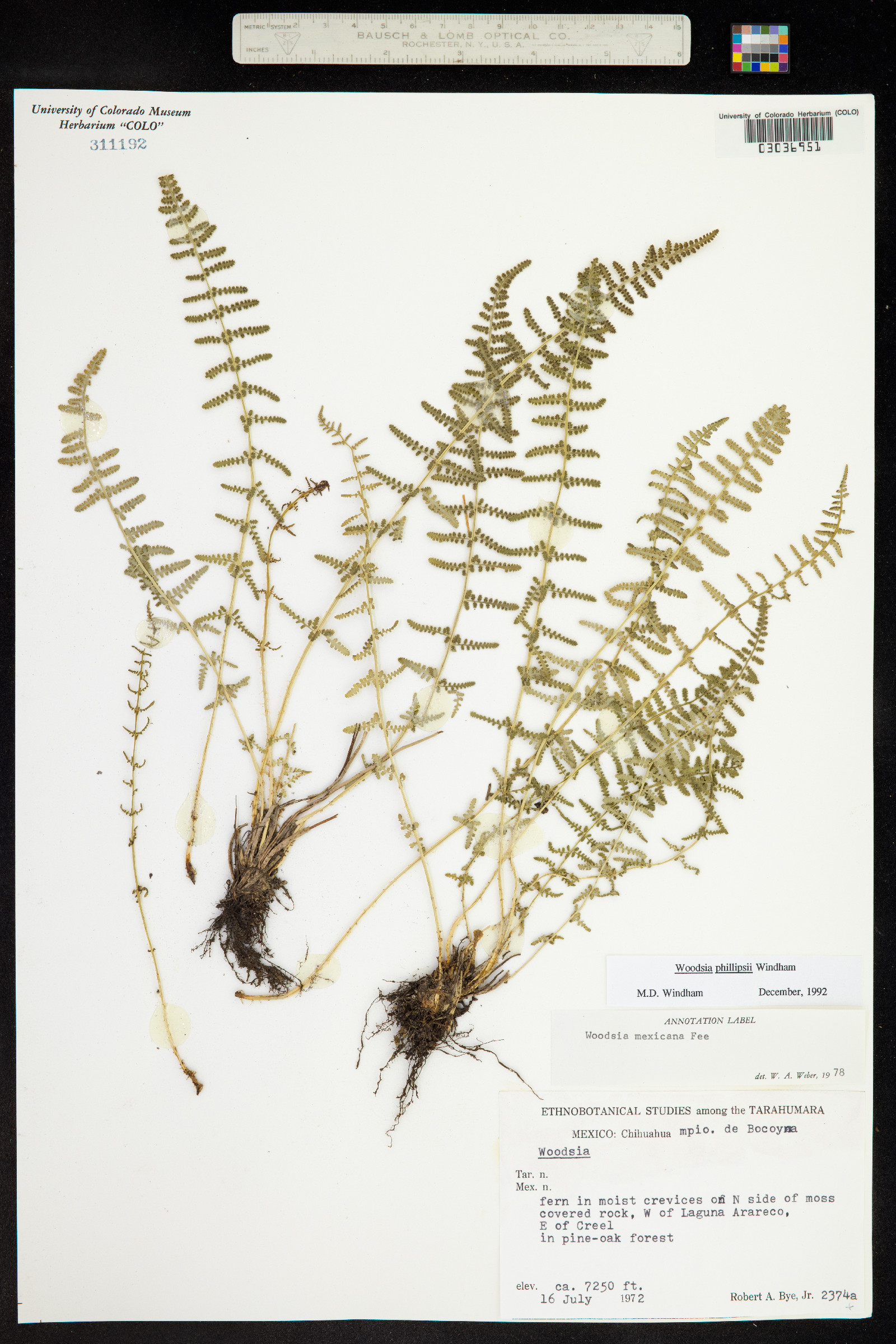 Woodsia phillipsii image