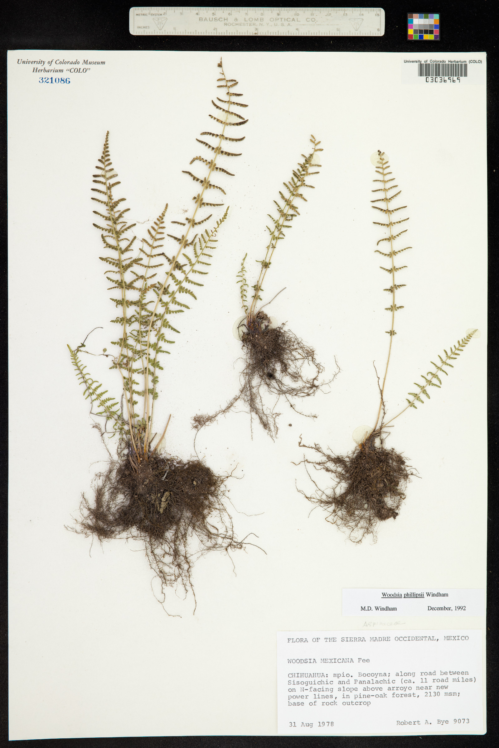 Woodsia phillipsii image