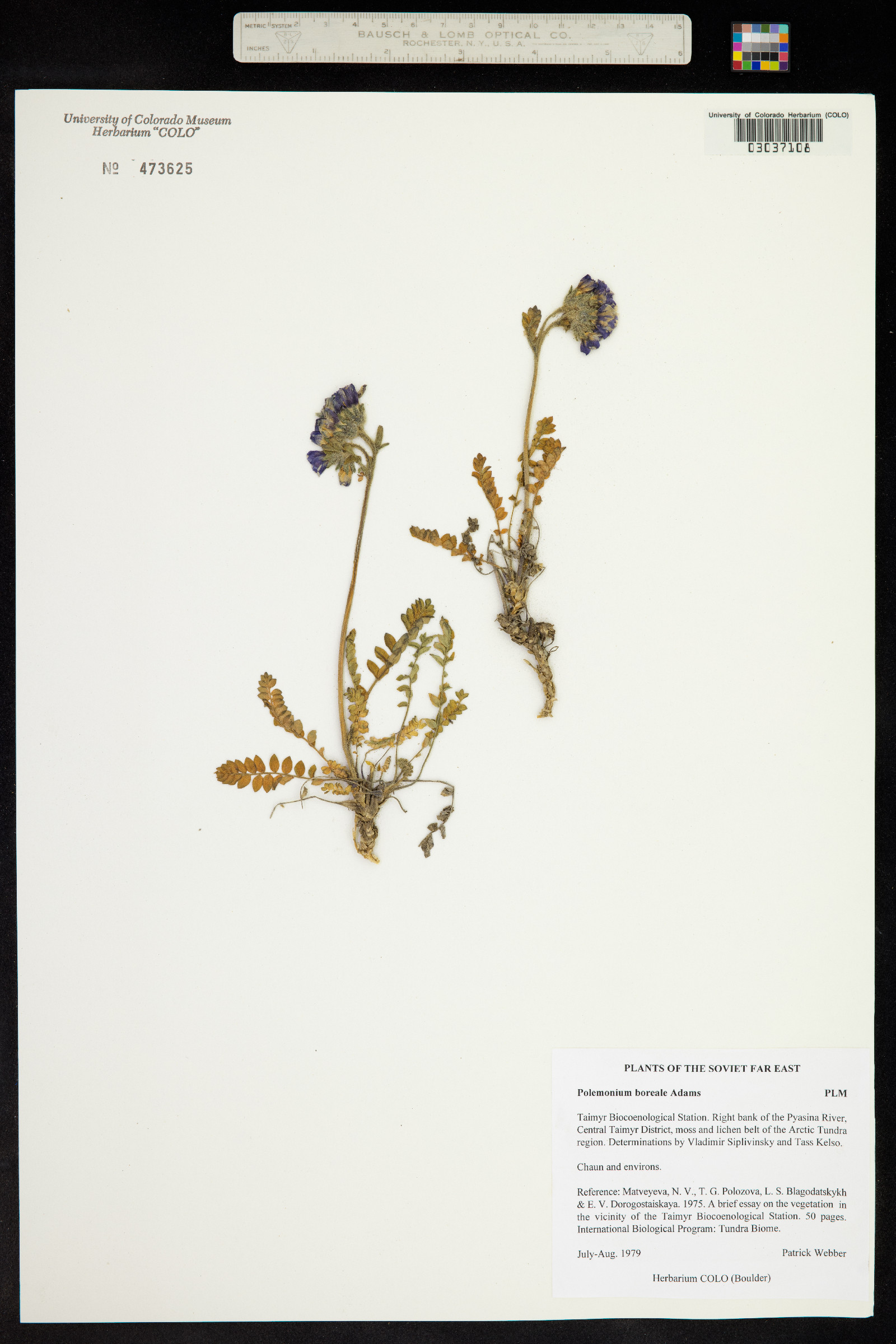 Polemonium boreale image