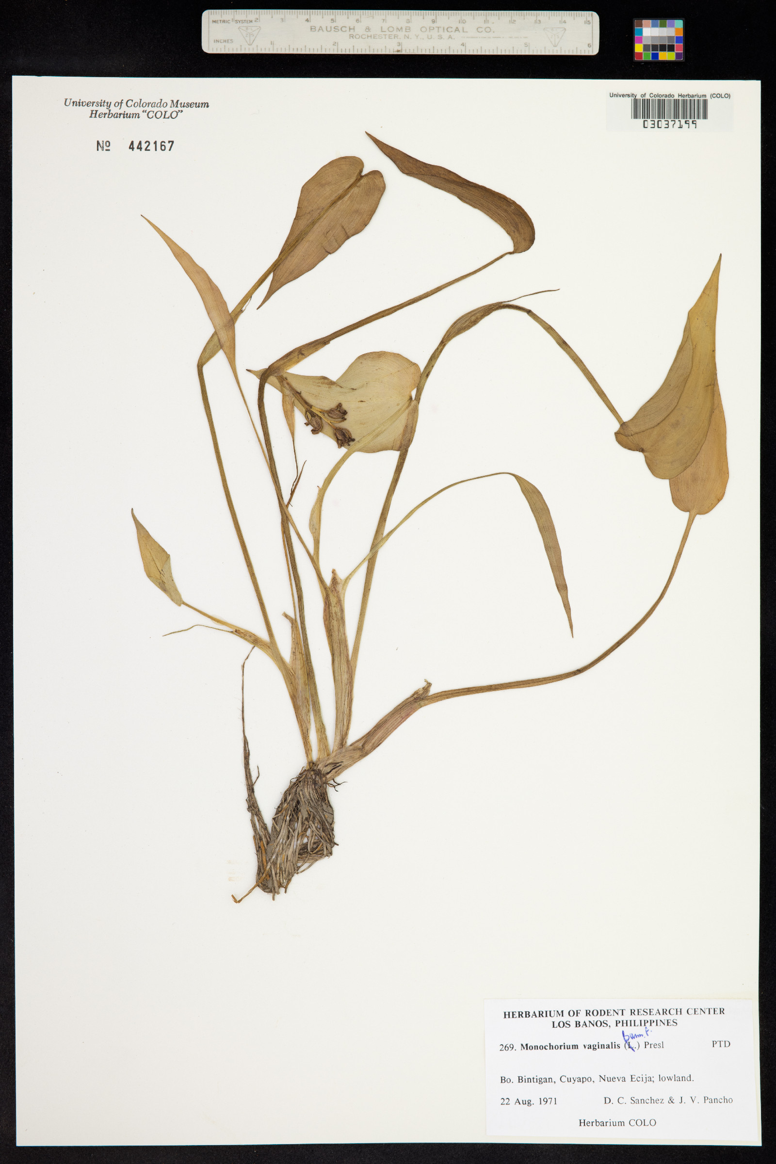 Monochoria vaginalis image