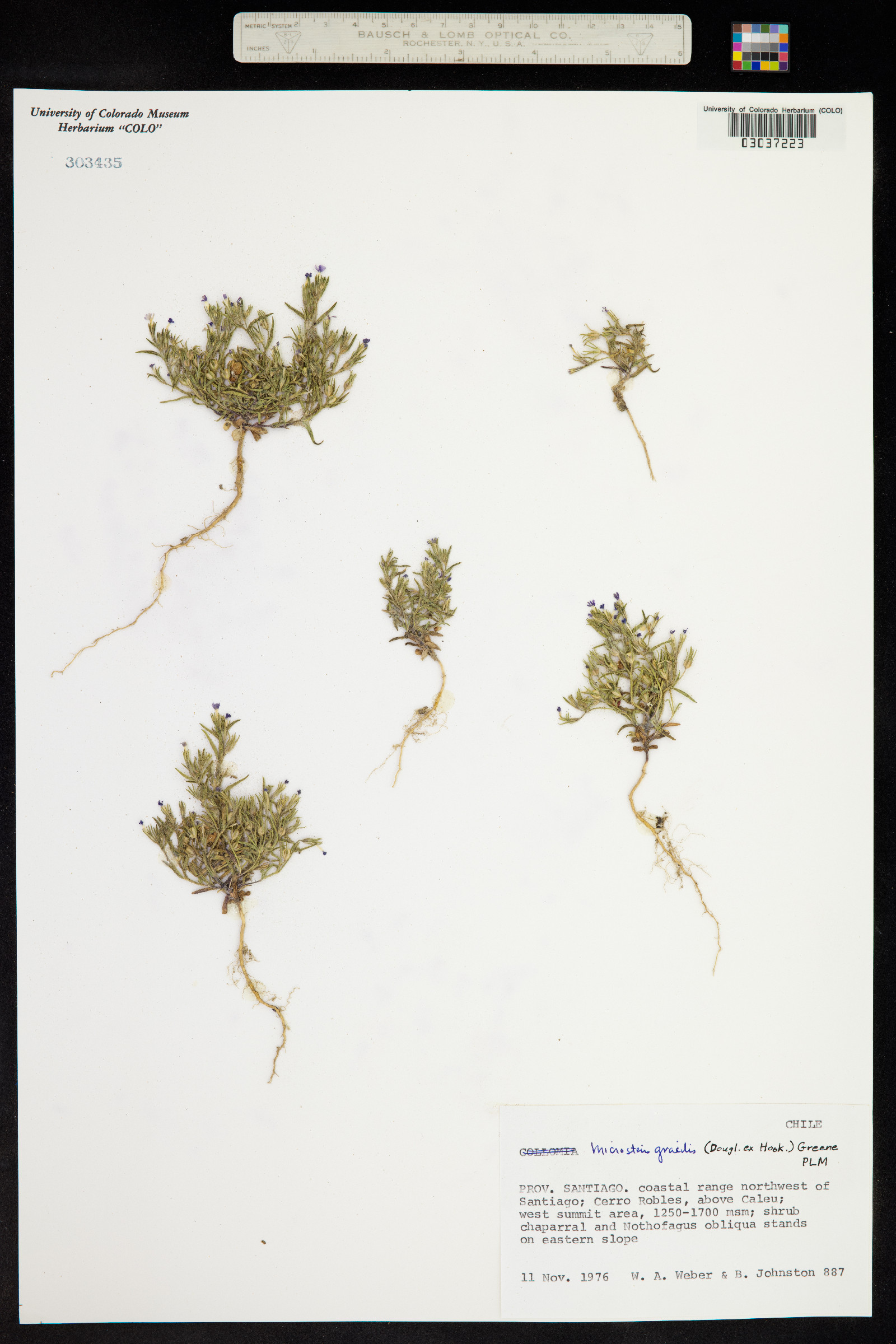 Polemoniaceae image