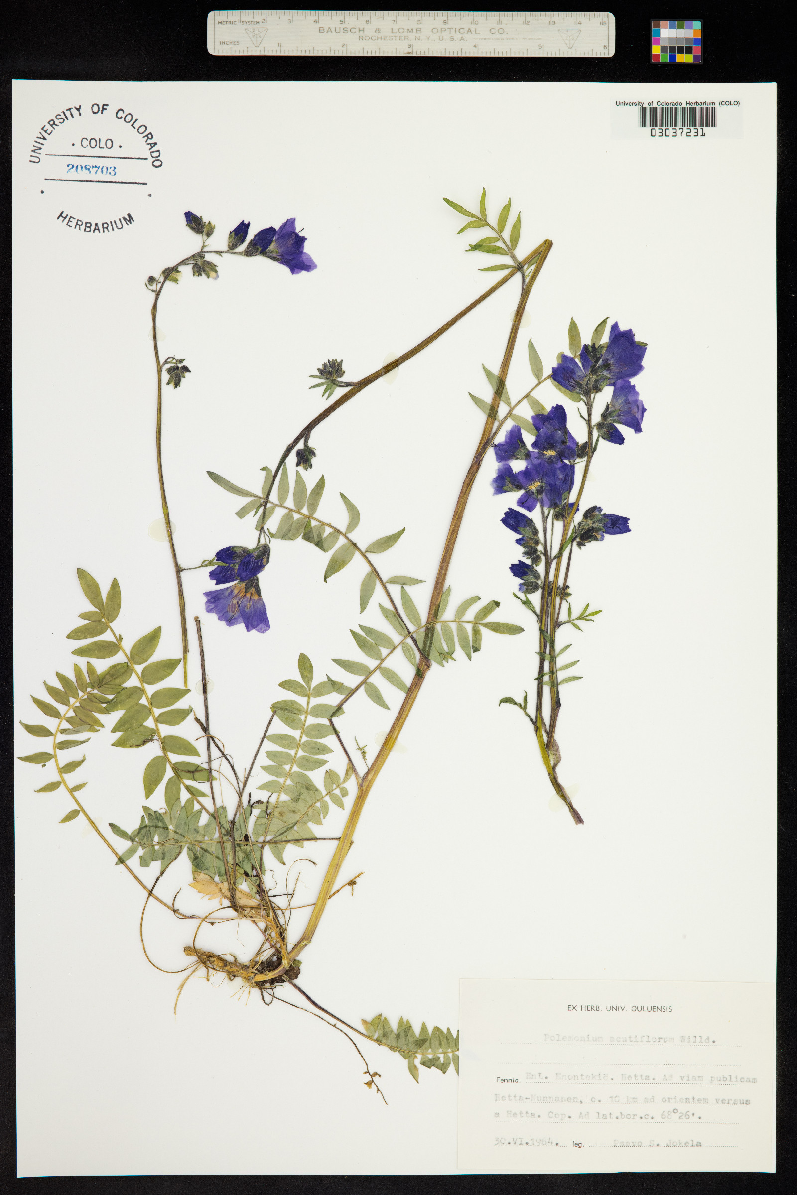 Polemonium caeruleum ssp. villosum image