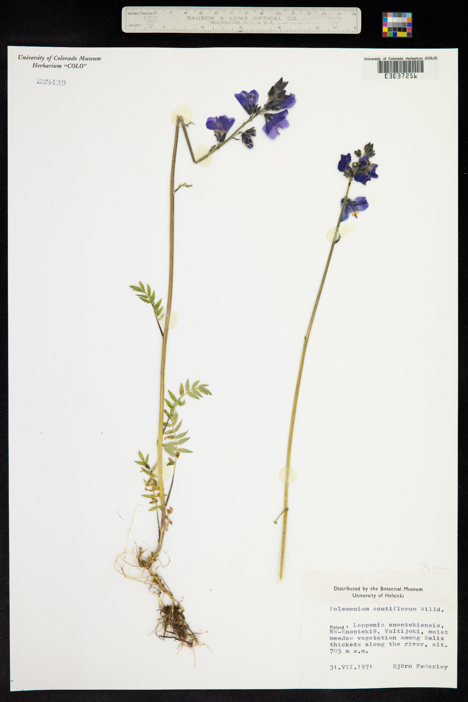 Polemonium caeruleum image