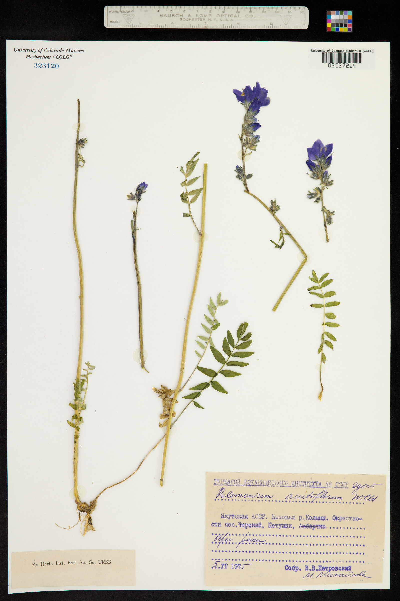 Polemonium caeruleum image