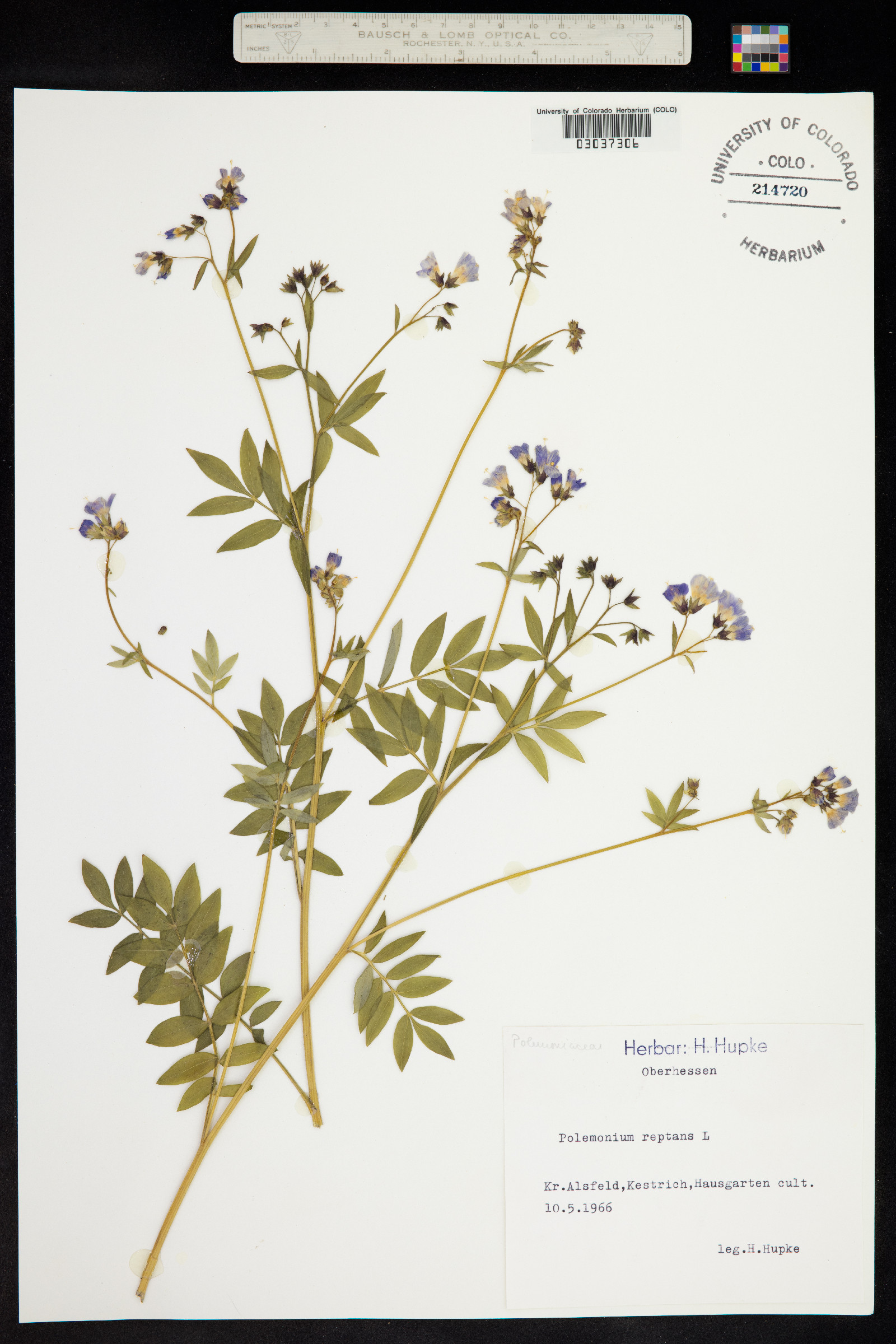 Polemonium reptans image