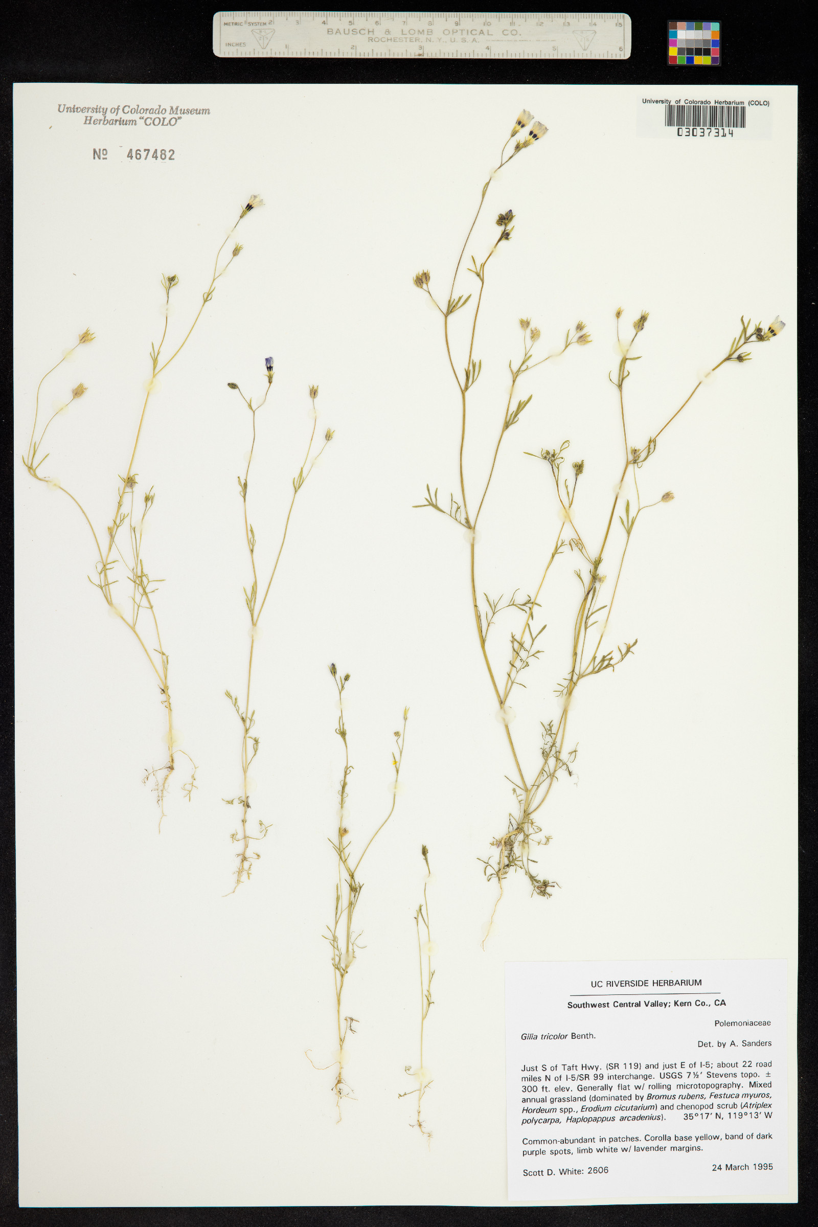 Gilia tricolor image