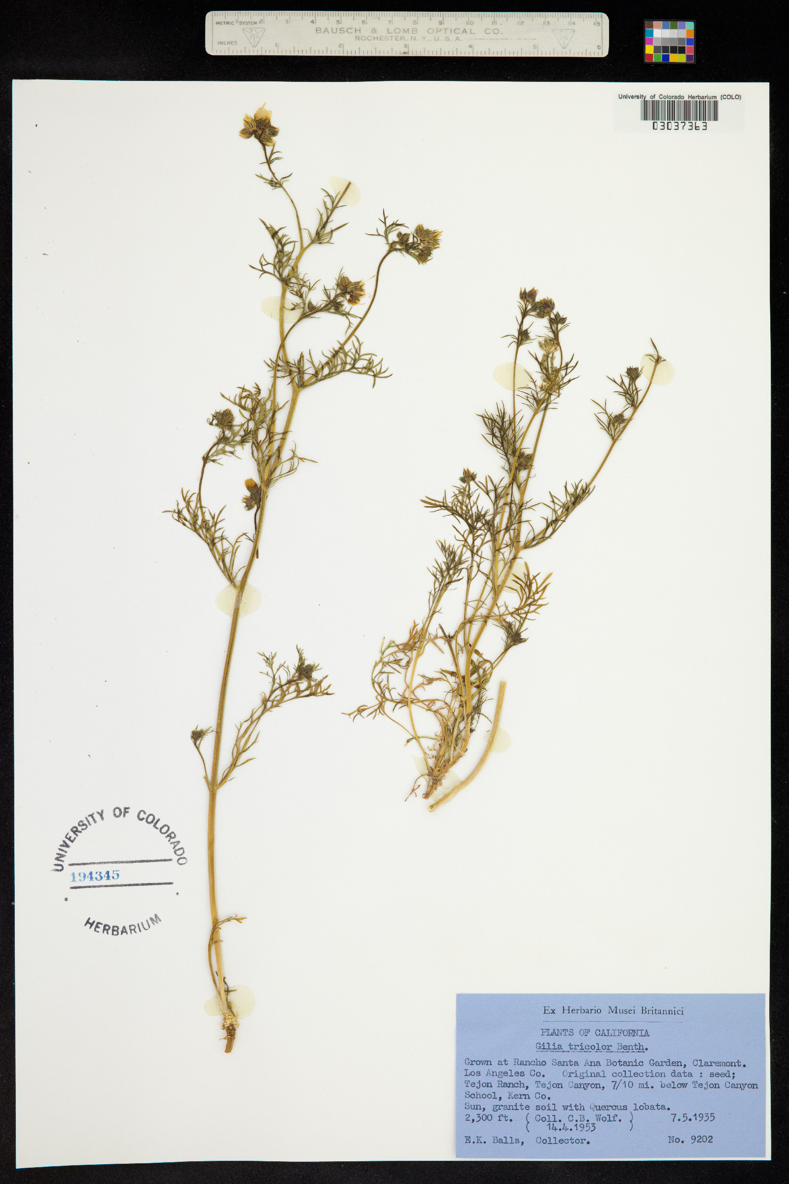 Gilia tricolor image