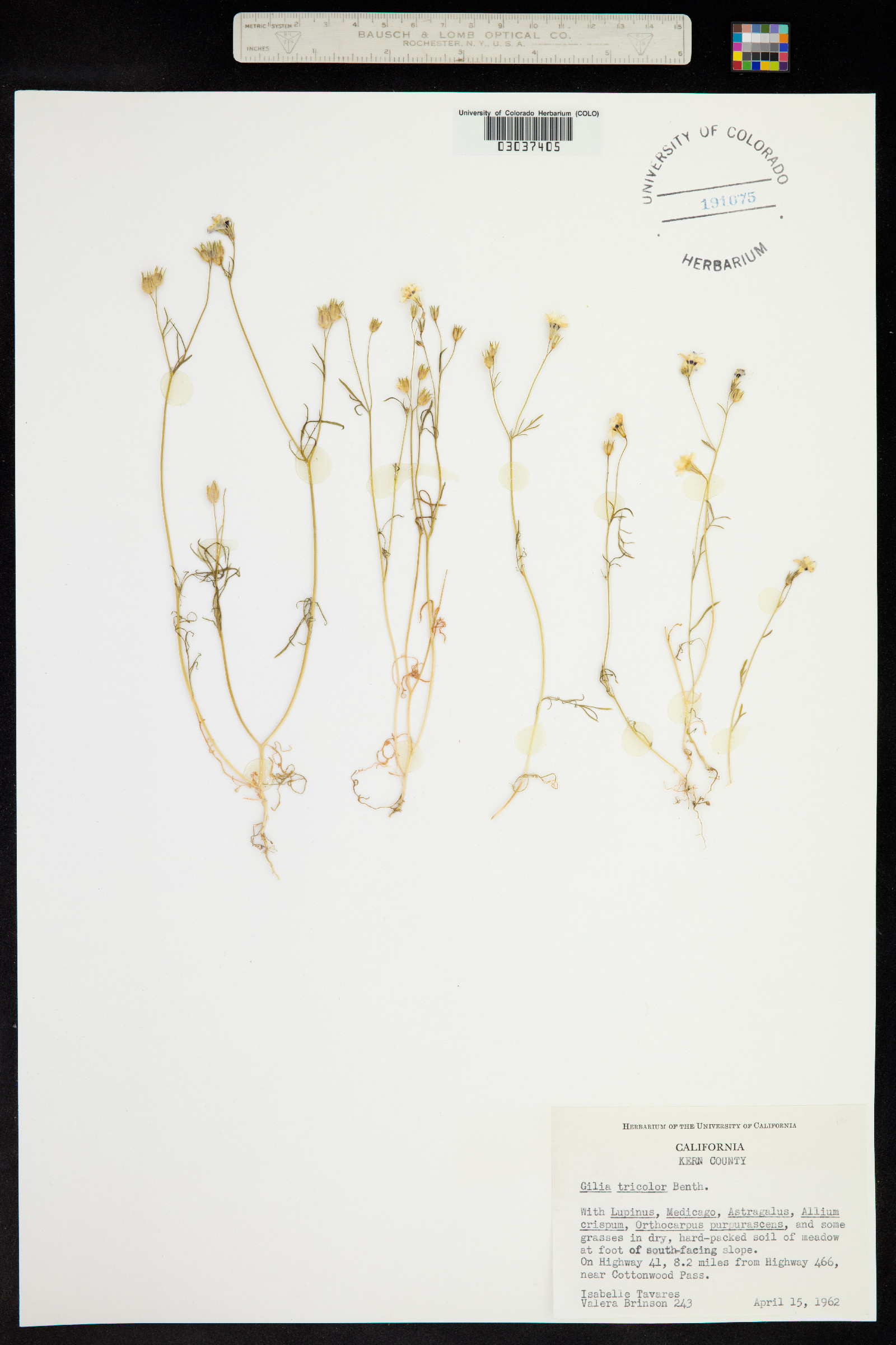 Gilia tricolor image