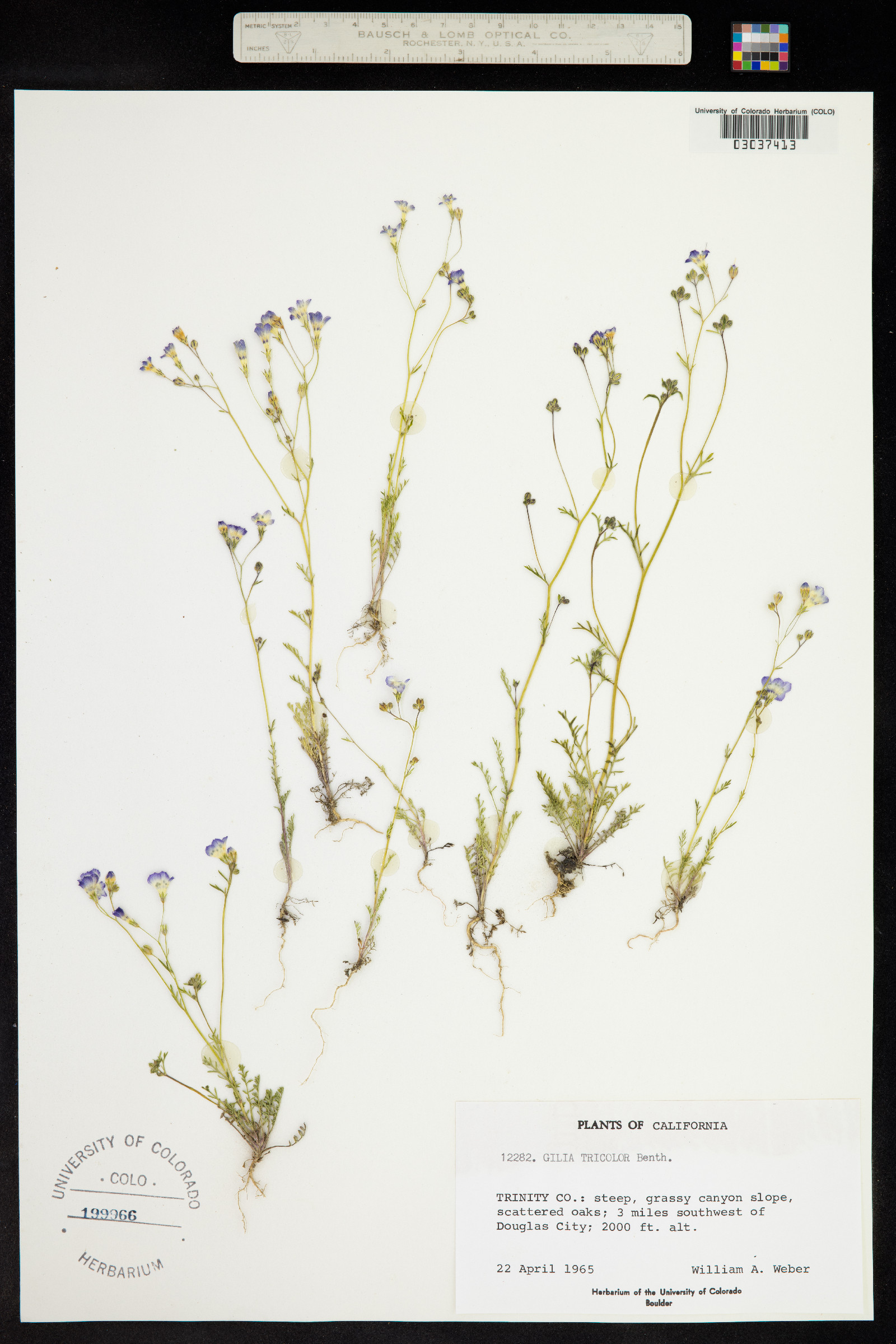 Gilia tricolor image
