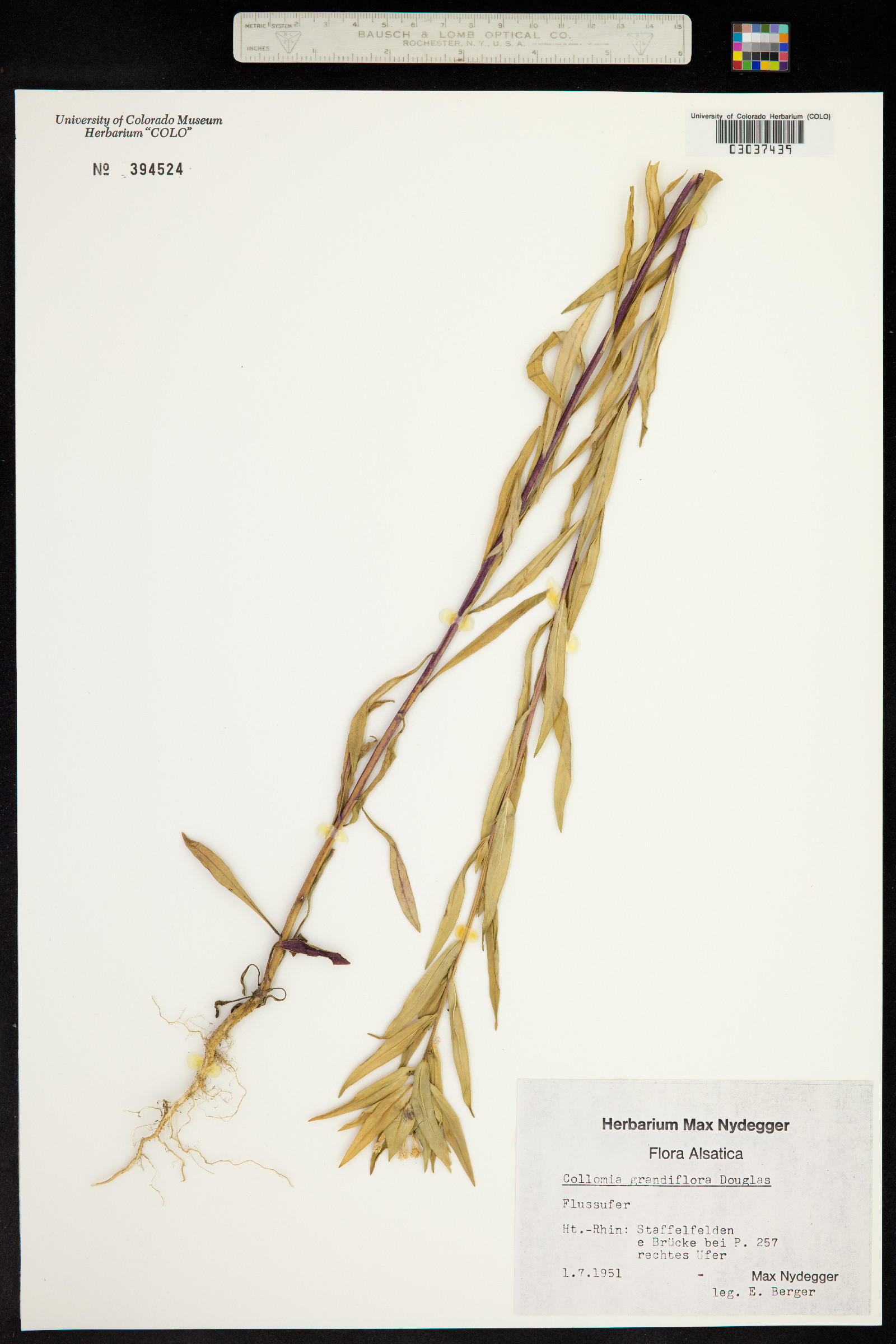 Collomia grandiflora image