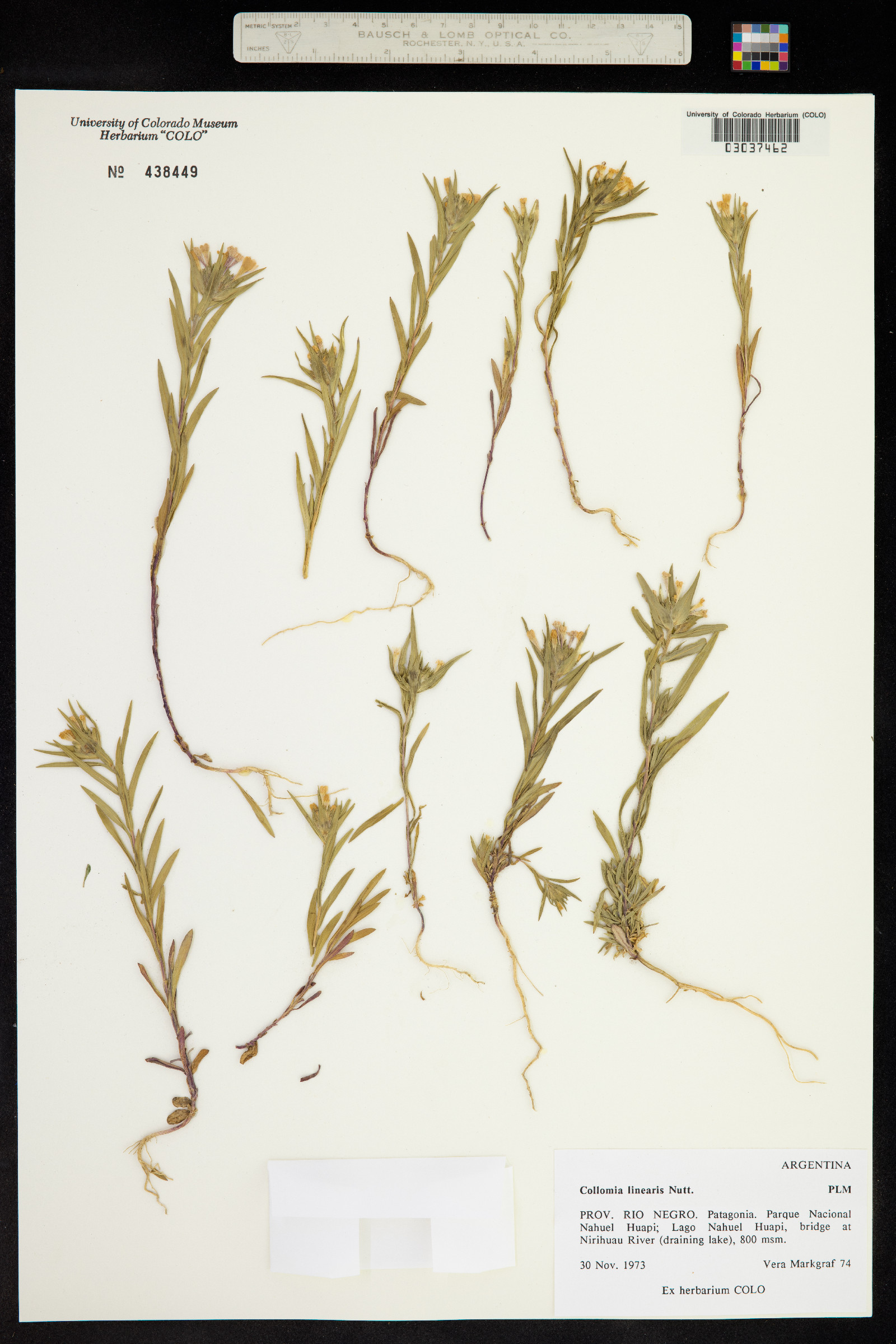 Collomia linearis image