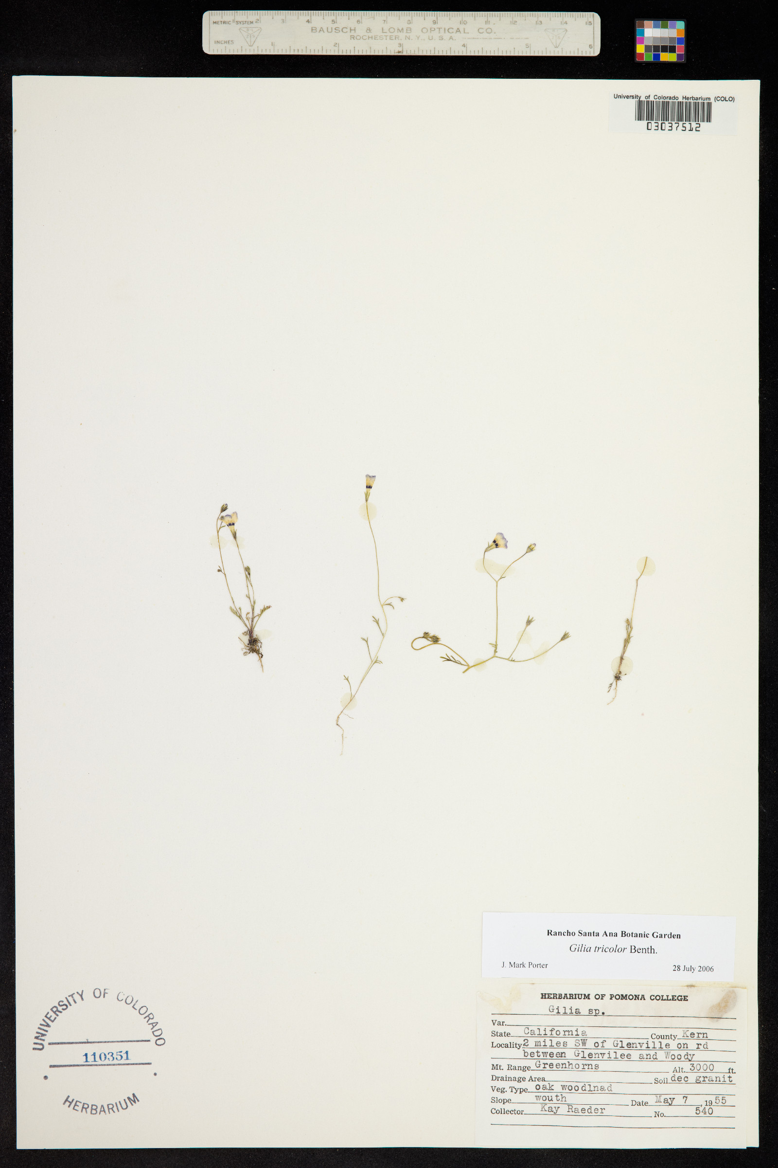 Gilia tricolor image