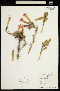 Cantua buxifolia image