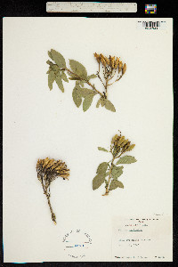 Cantua pyrifolia image