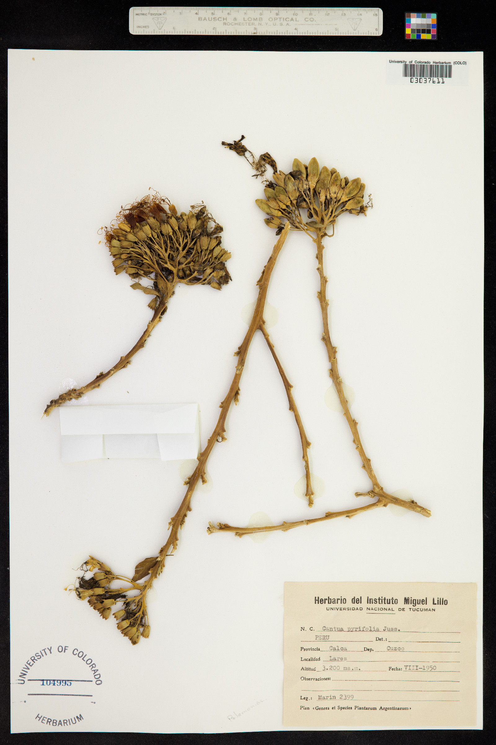 Cantua pyrifolia image