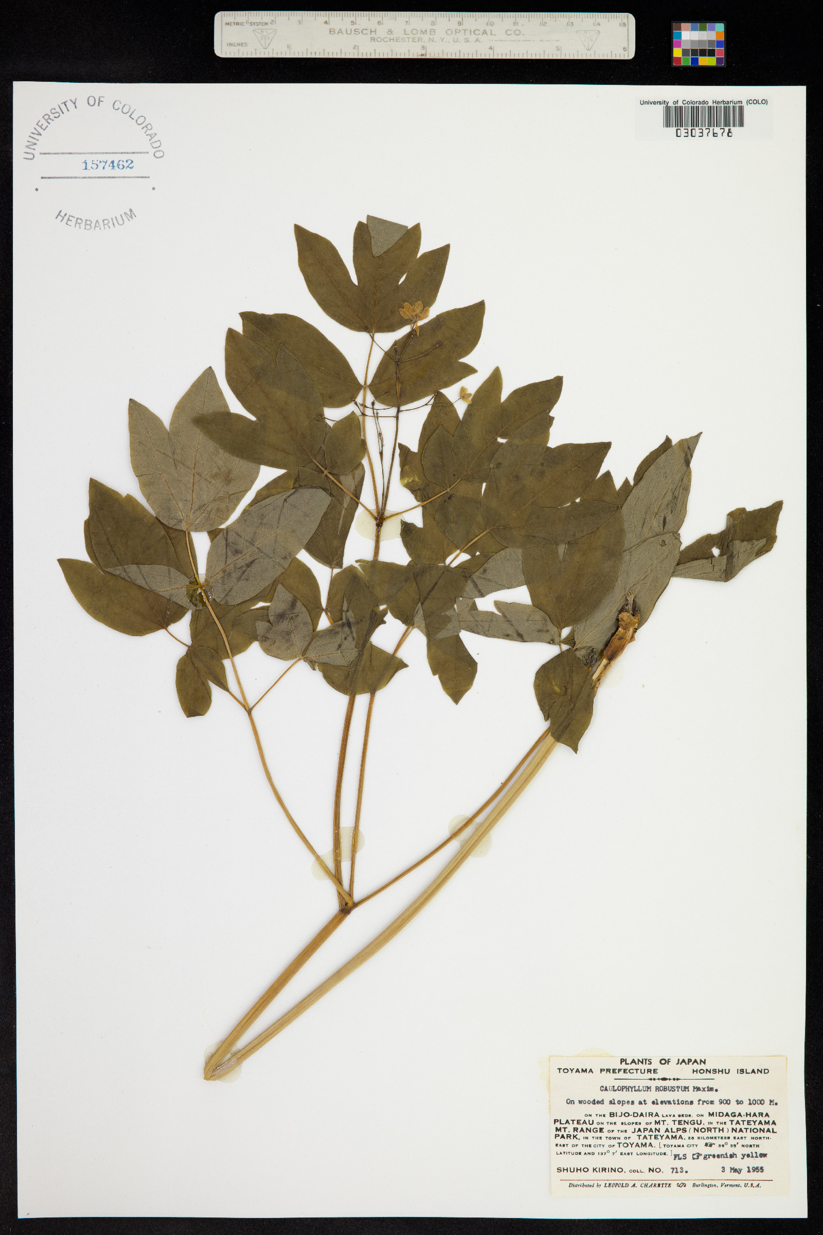 Caulophyllum robustum image