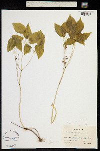 Epimedium alpinum image