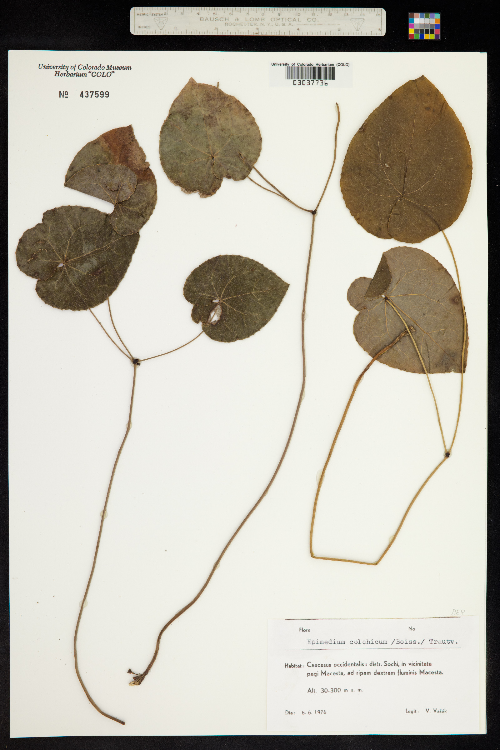 Epimedium pinnatum subsp. colchicum image