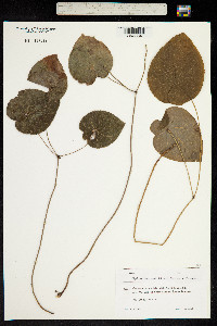 Epimedium pinnatum image