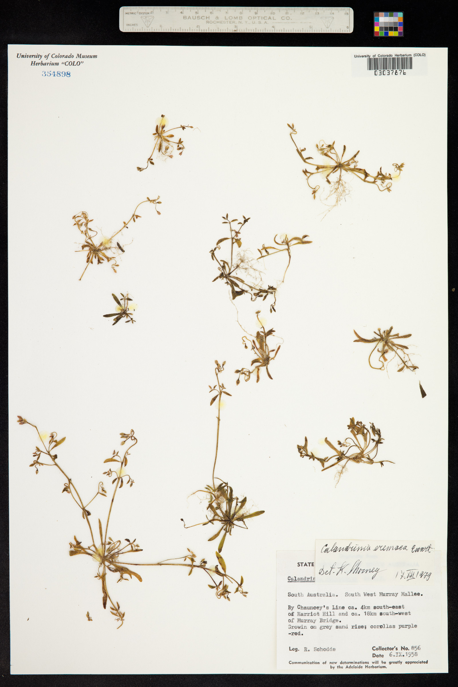 Calandrinia eremaea image